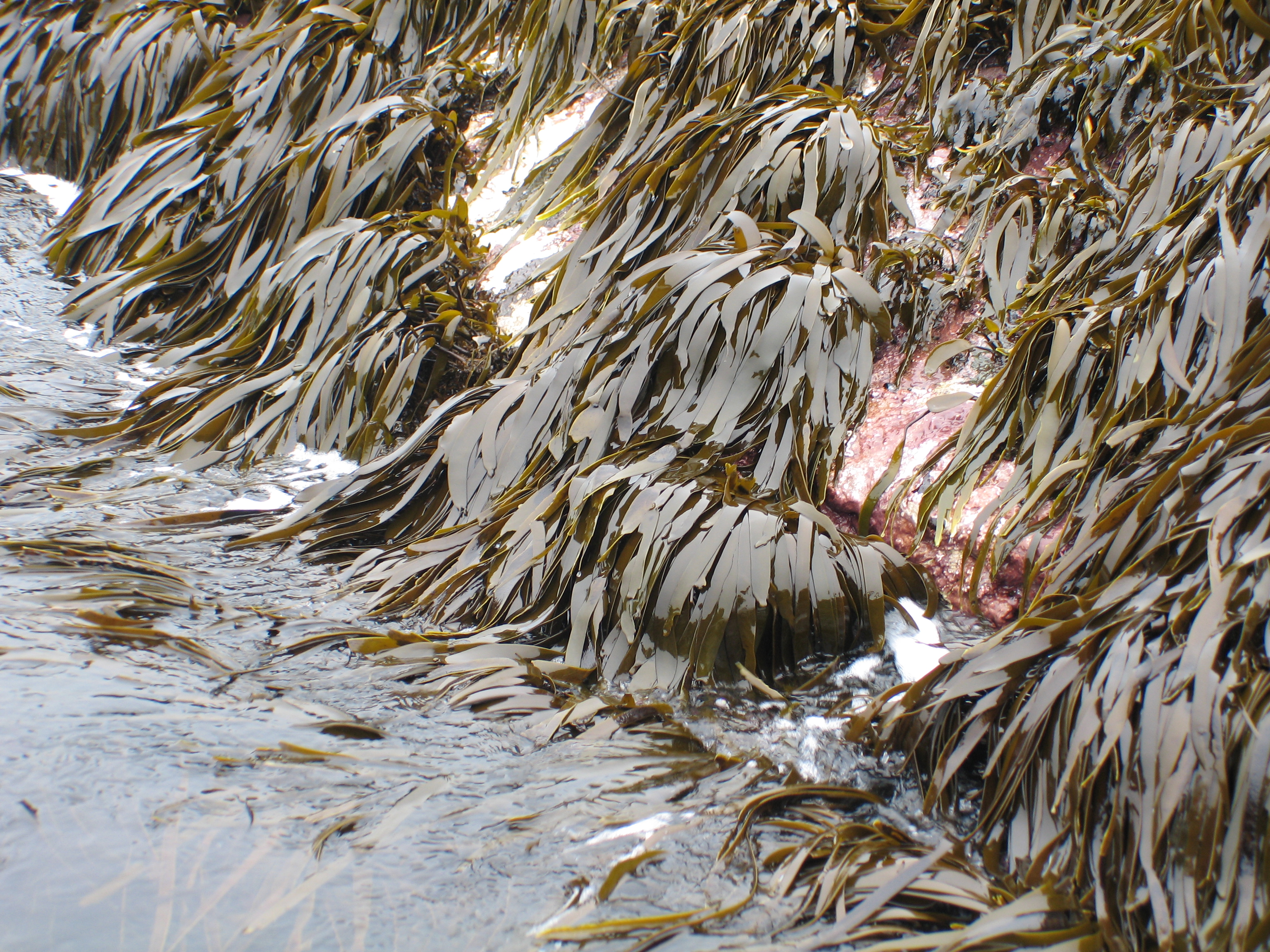 Laminaria repens – M. Lindeberg · Aleutian Islands · July 2006