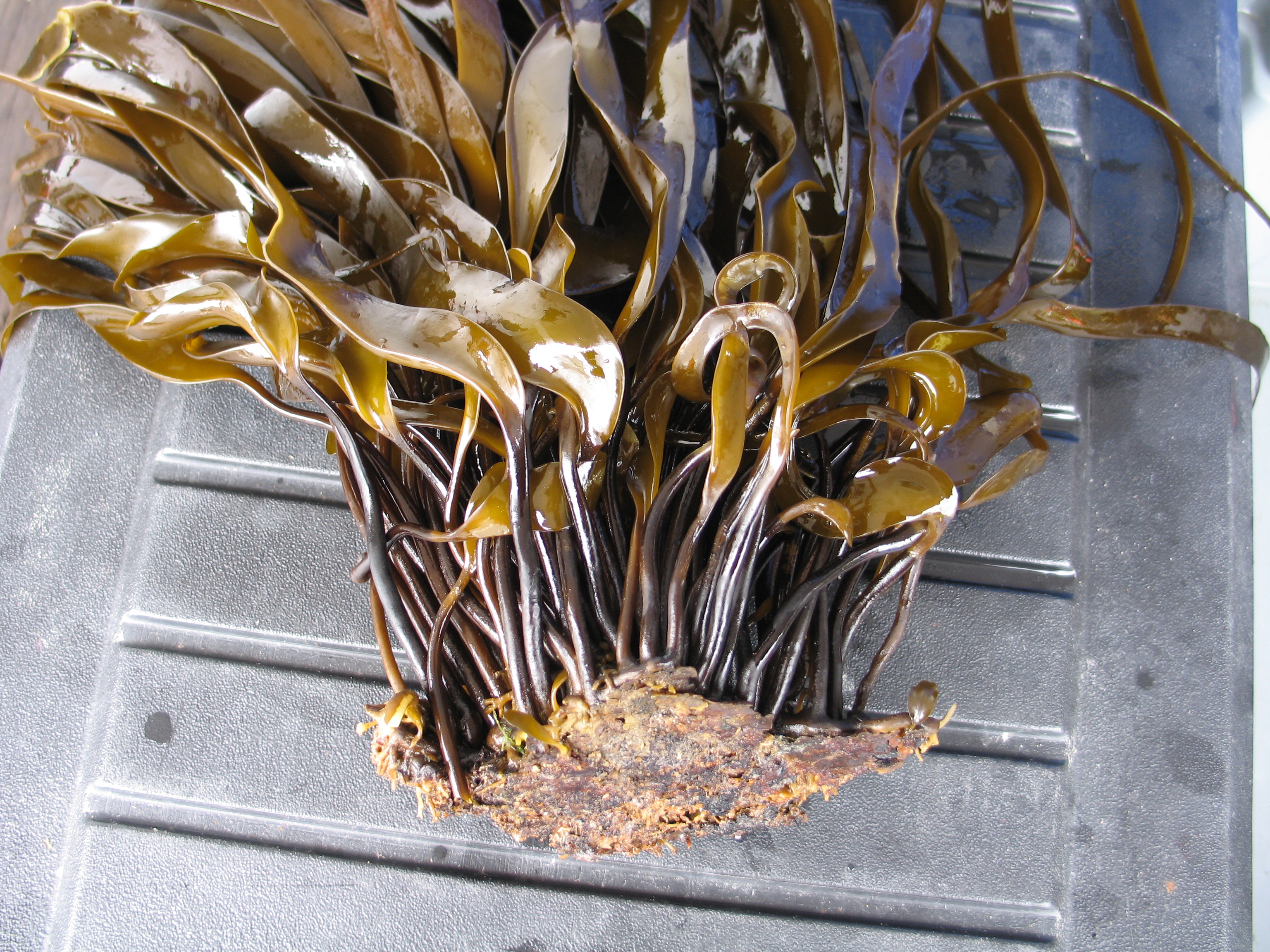 Laminaria repens – M. Lindeberg · Aleutian Islands · July 2006