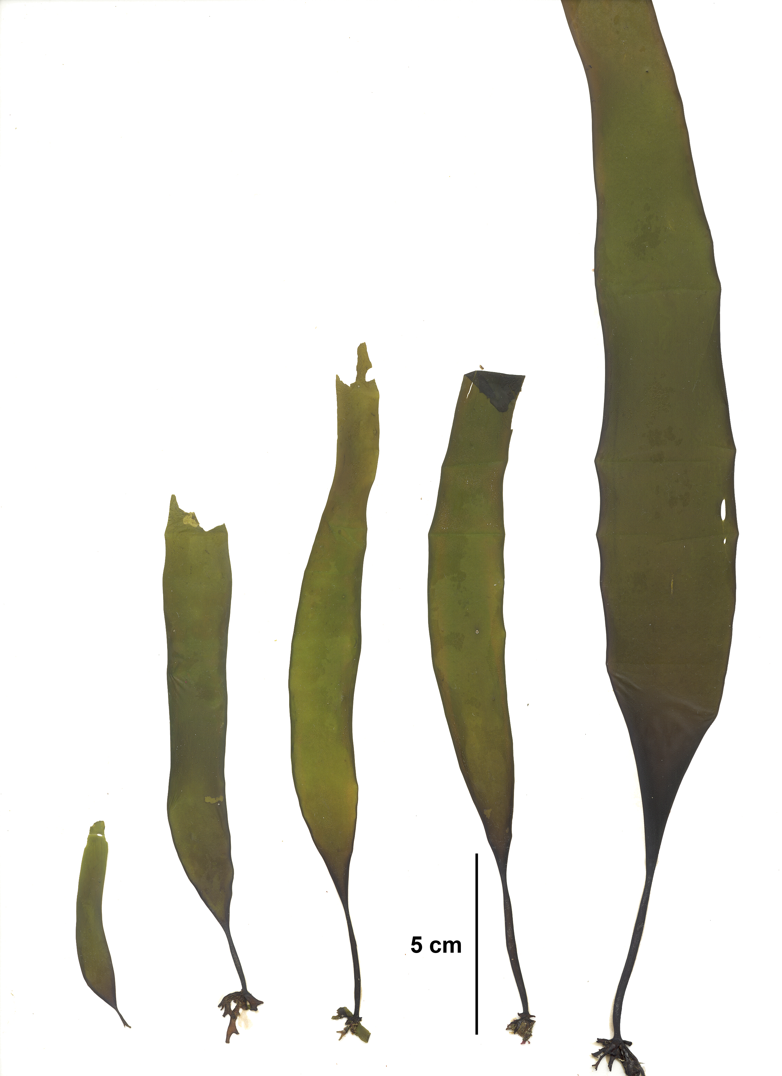 Laminaria repens
