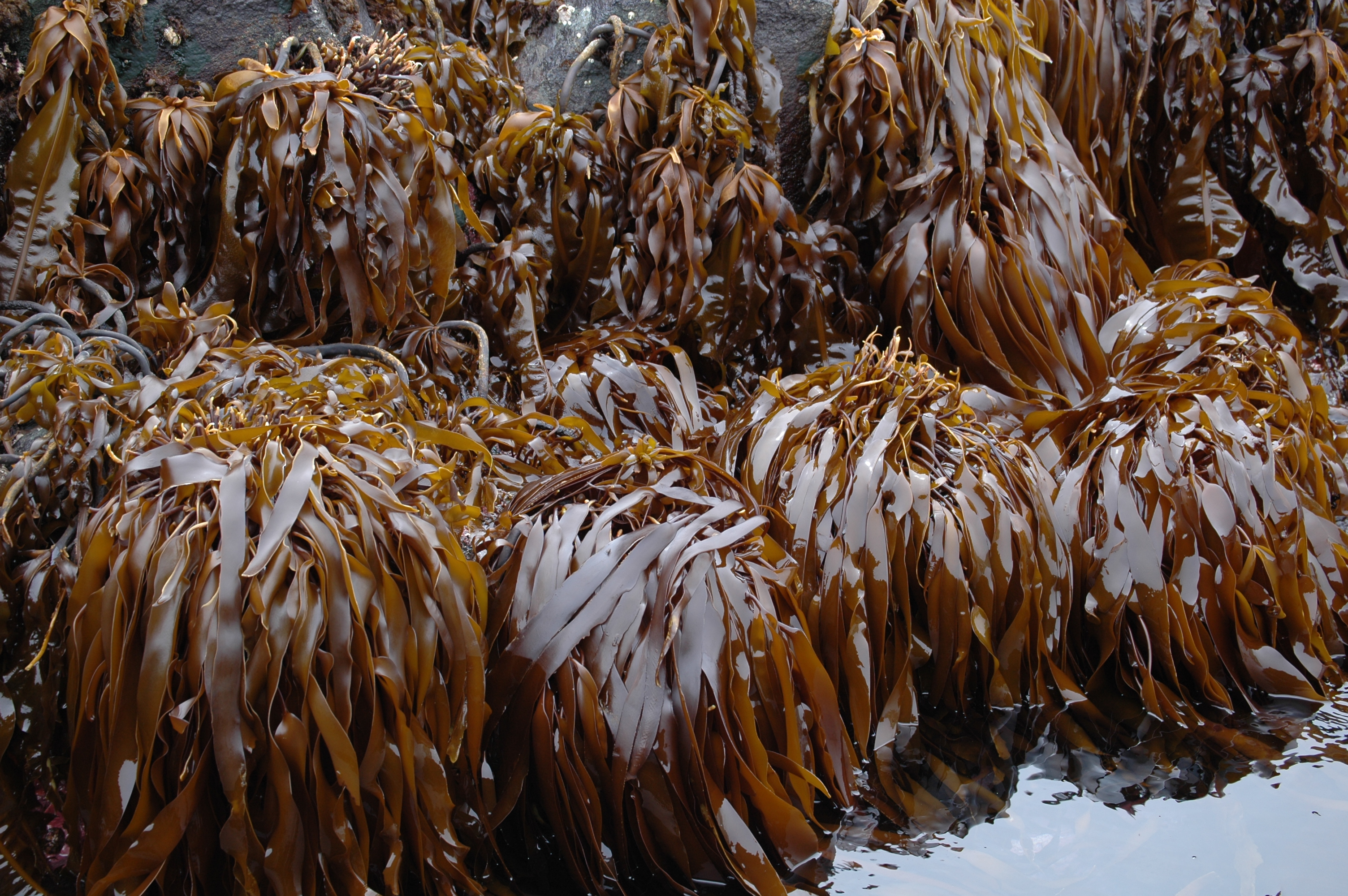 Laminaria repens – M. Lindeberg · Aleutian Islands · July 2007