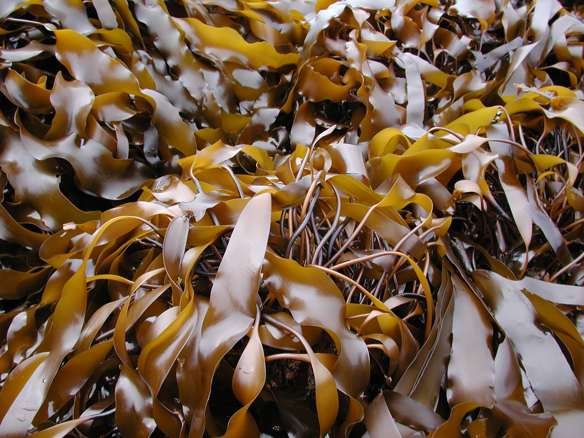 Laminaria repens – M. Lindeberg · Kodiak Archipelago · May 2005