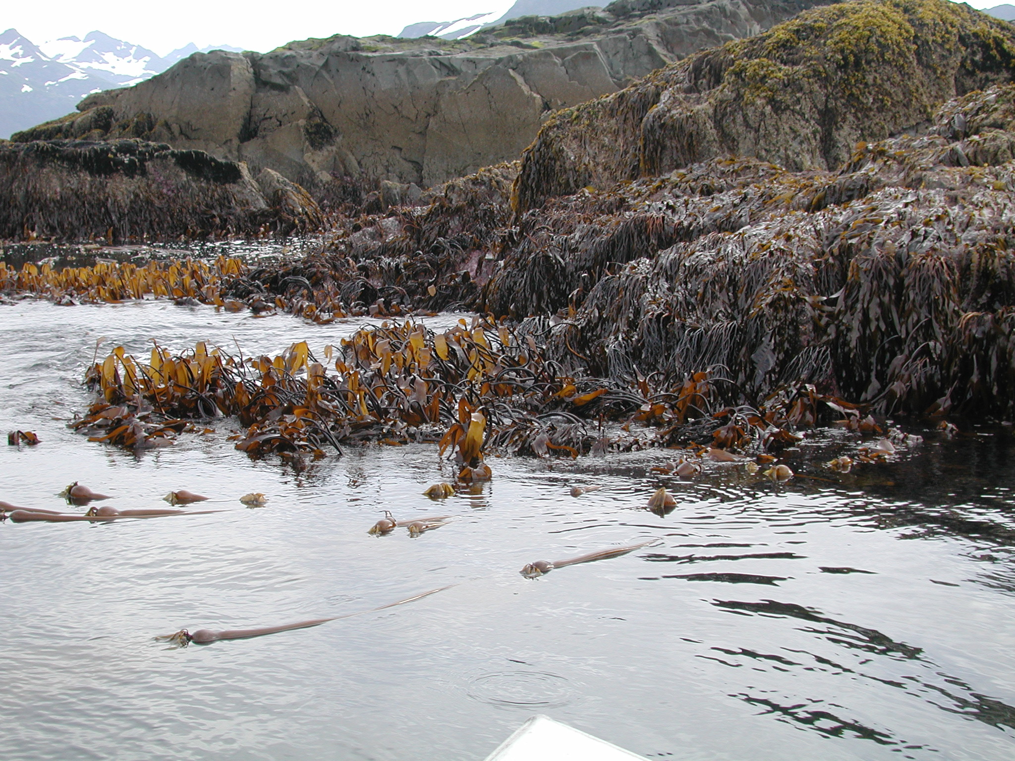 Laminaria setchellii – M. Lindeberg · Kenai Peninsula · July 2002