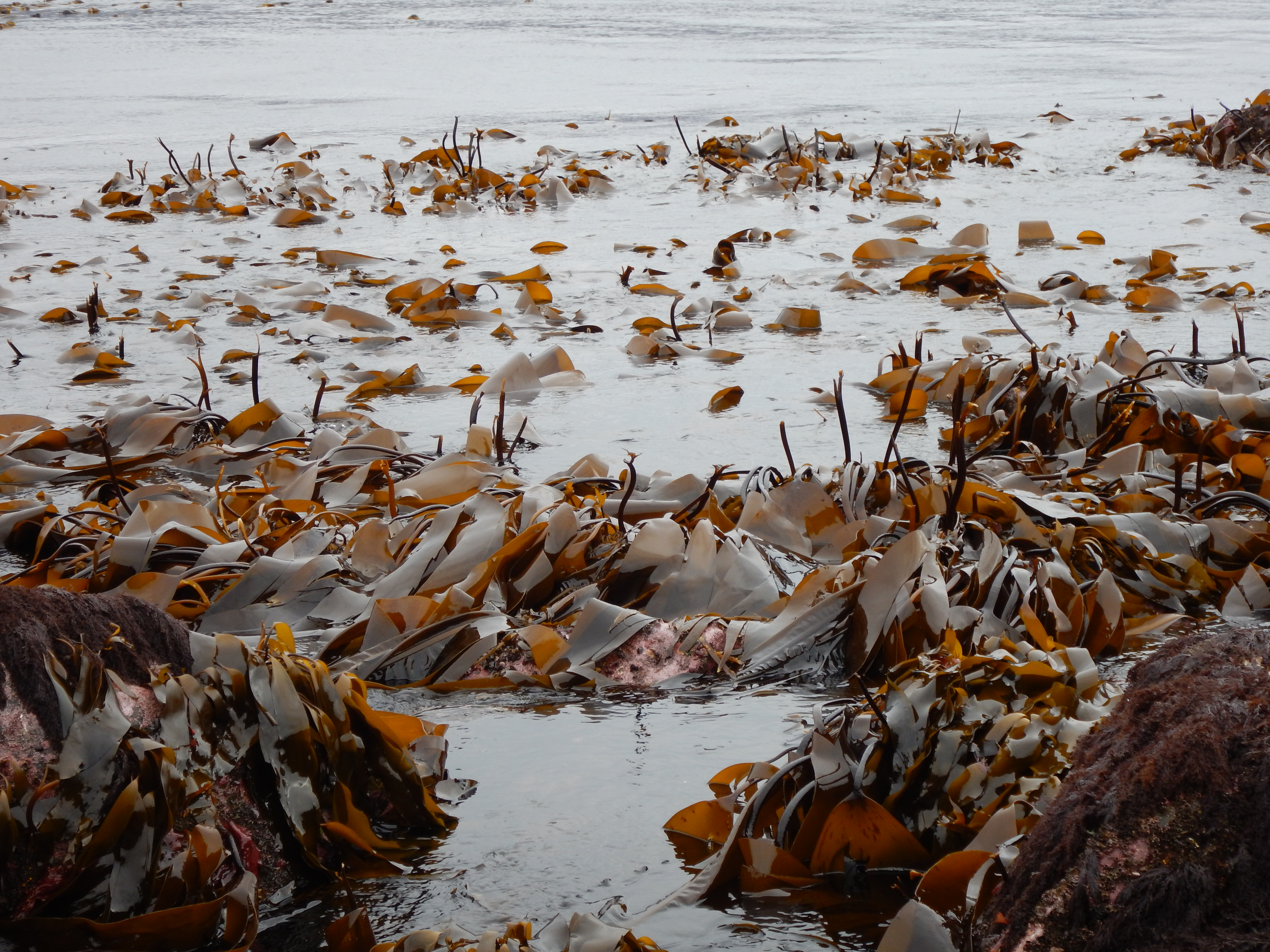 Laminaria setchellii – M. Lindeberg · Alaska Peninsula · May 2016