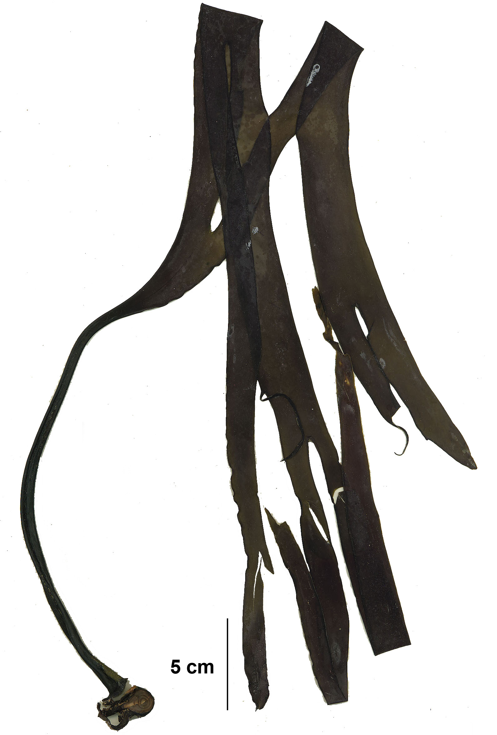 Laminaria setchellii