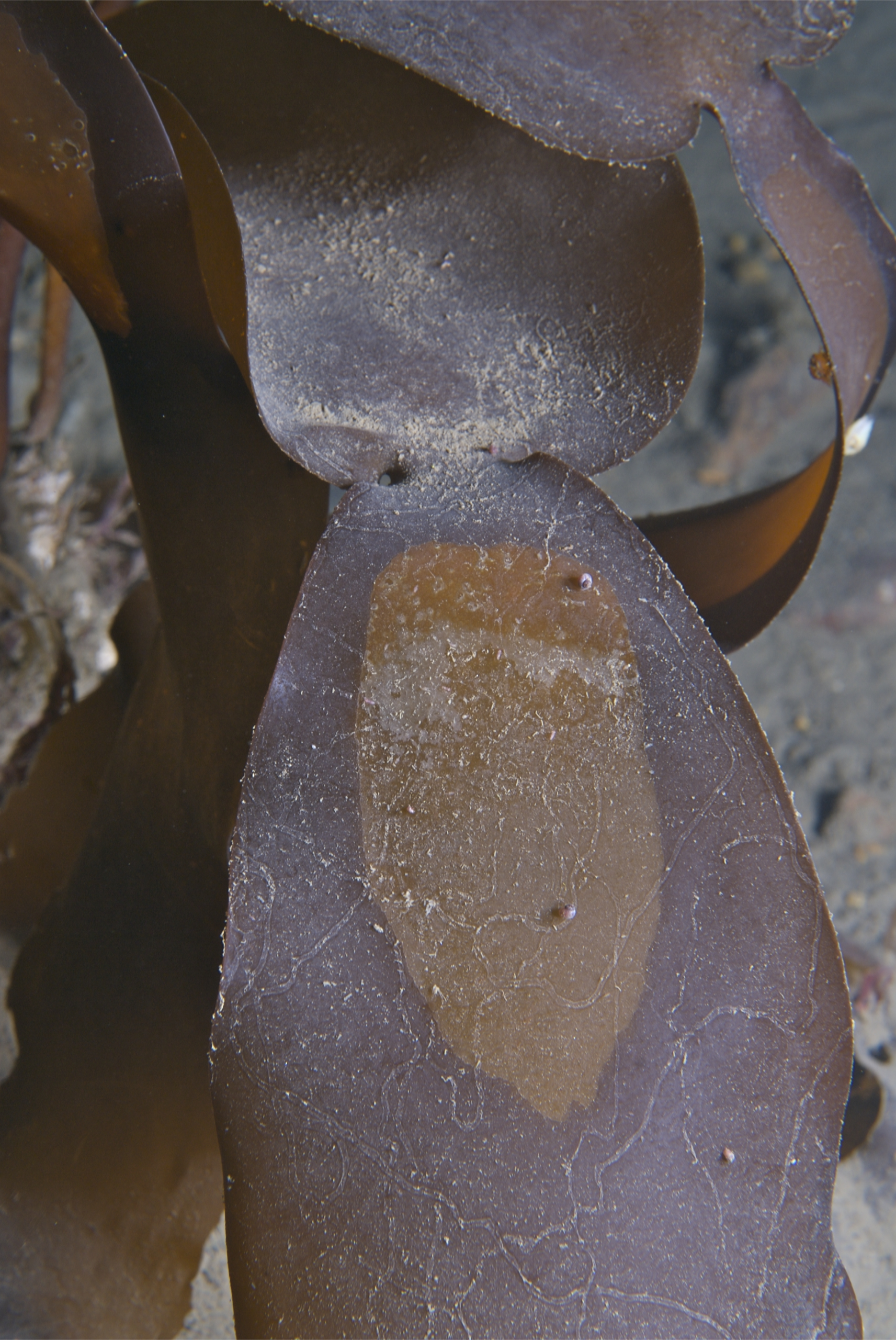 Laminaria solidungula – S. Harper · Arctic · May 2008