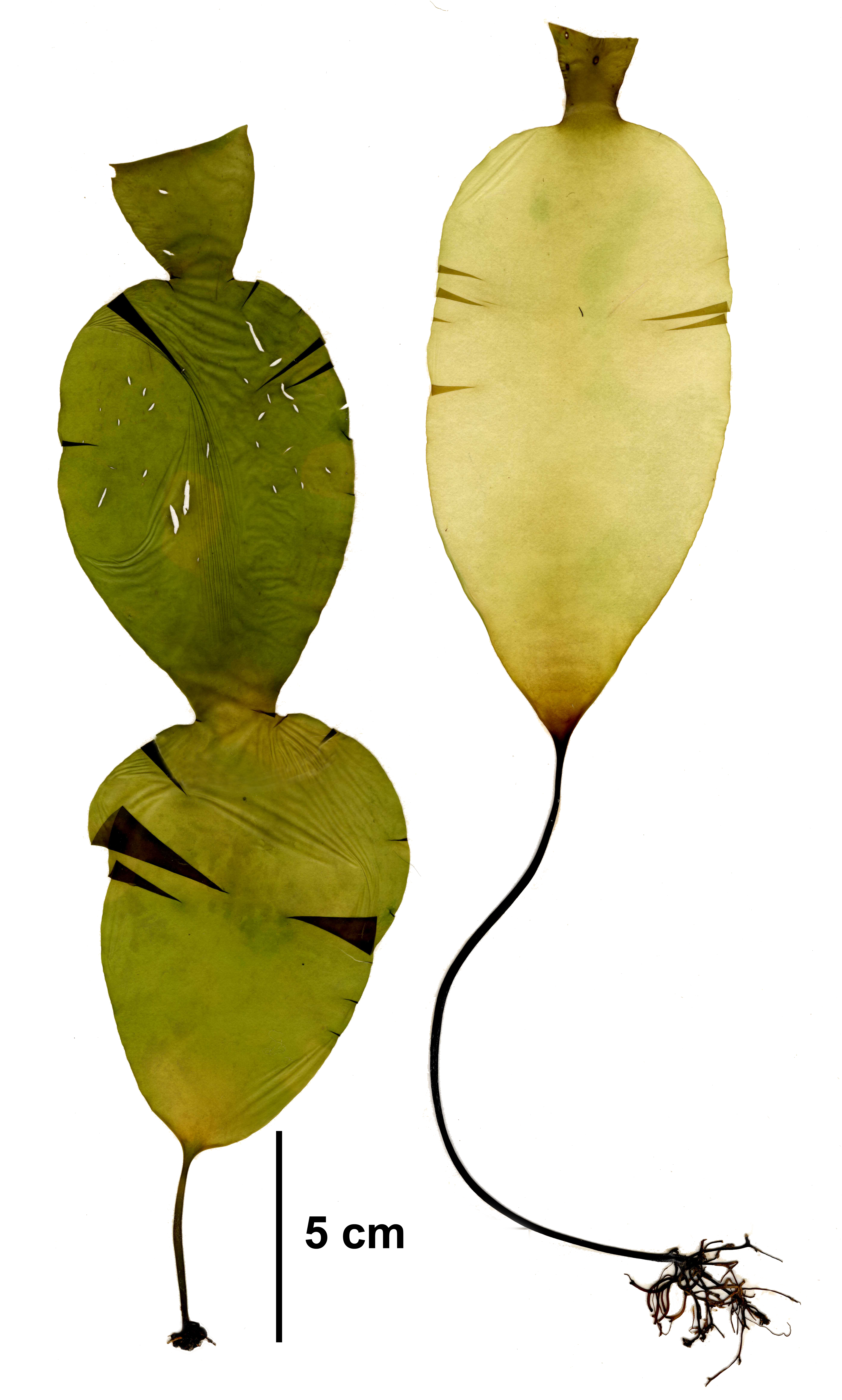 Laminaria solidungula