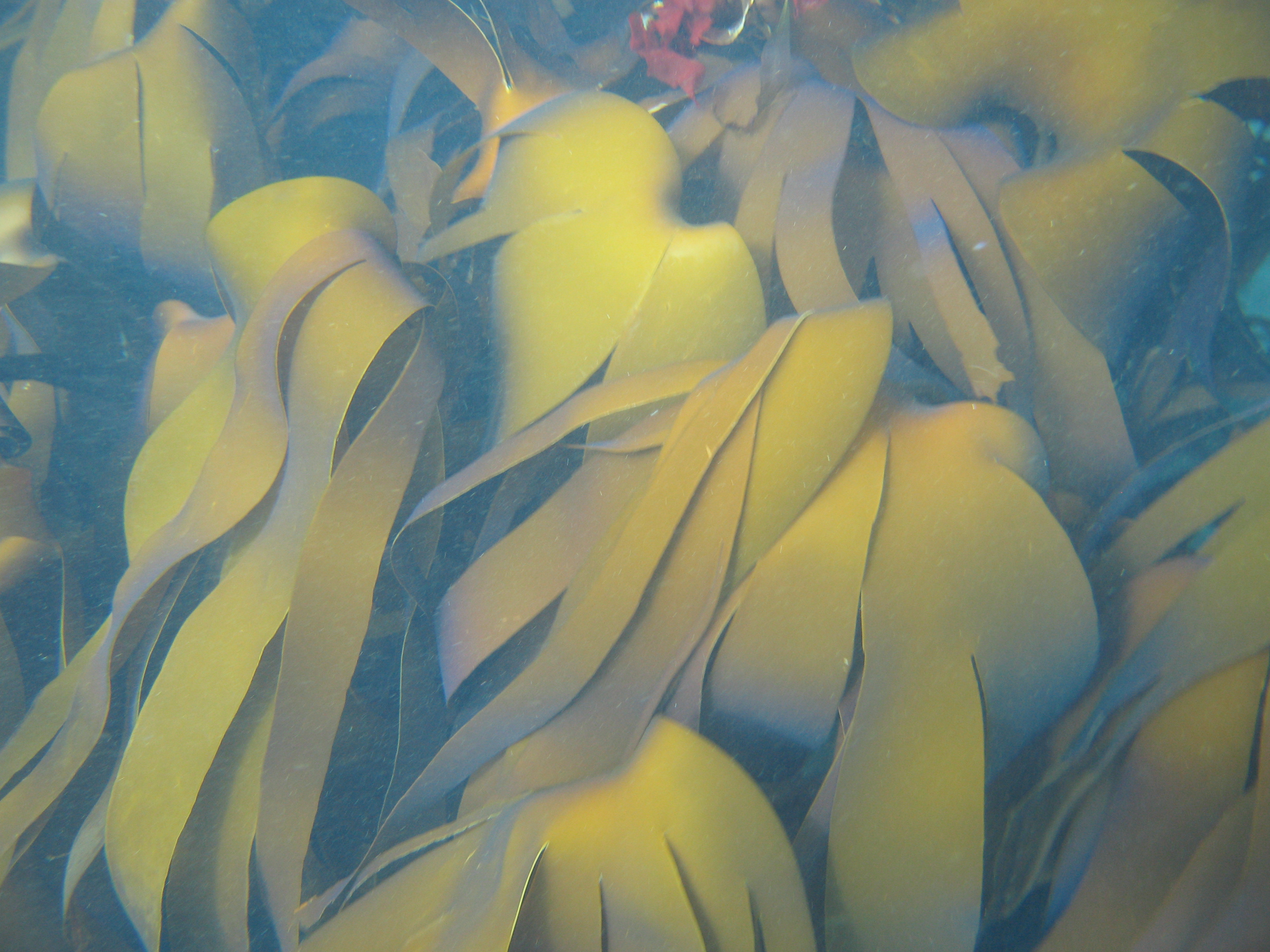 Laminaria yezoensis – R. Brewer · Aleutian Islands · July 2007