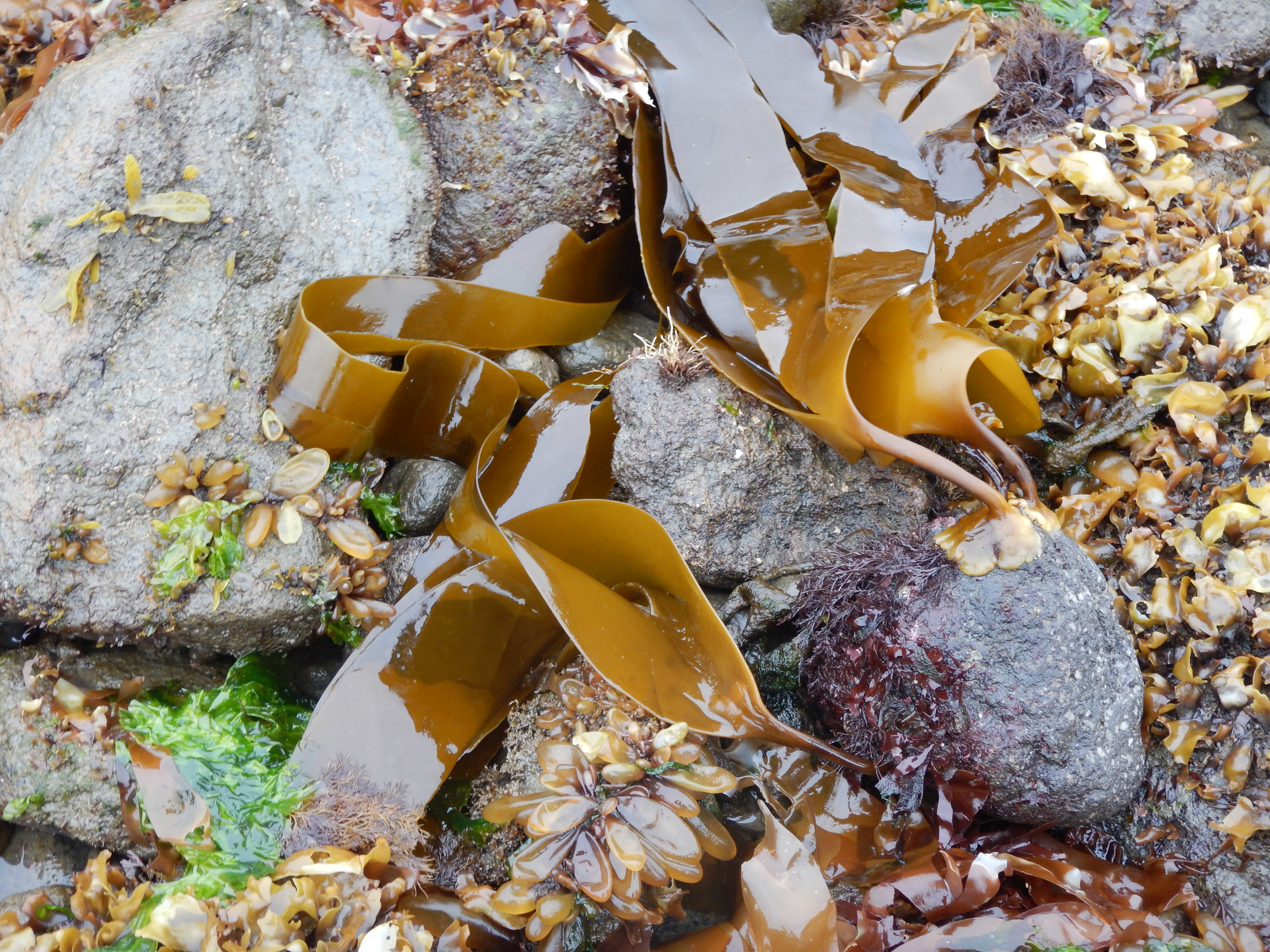 Laminaria yezoensis – M. Lindeberg · Cook Inlet · June 2018