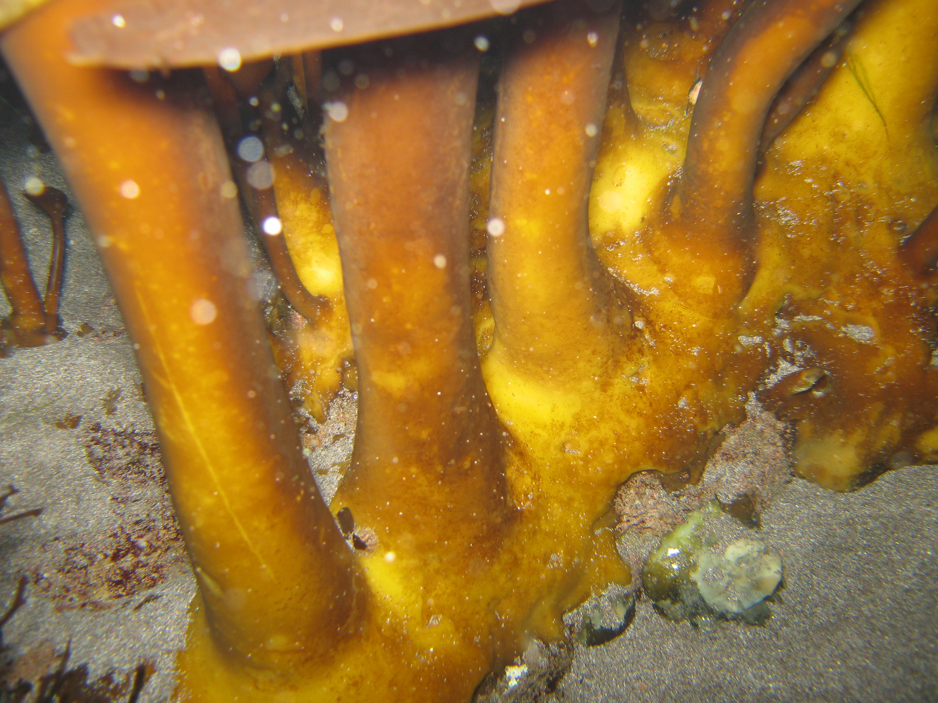 Laminaria yezoensis – R. Brewer · Aleutian Islands · July 2007