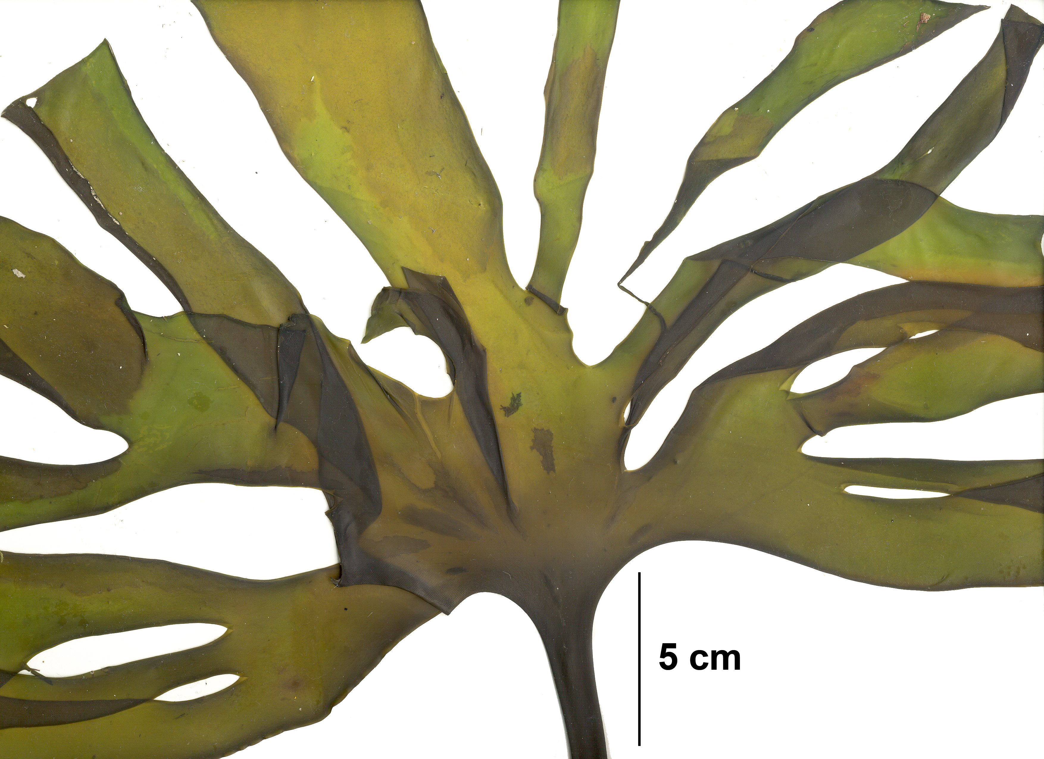 Laminaria yezoensis