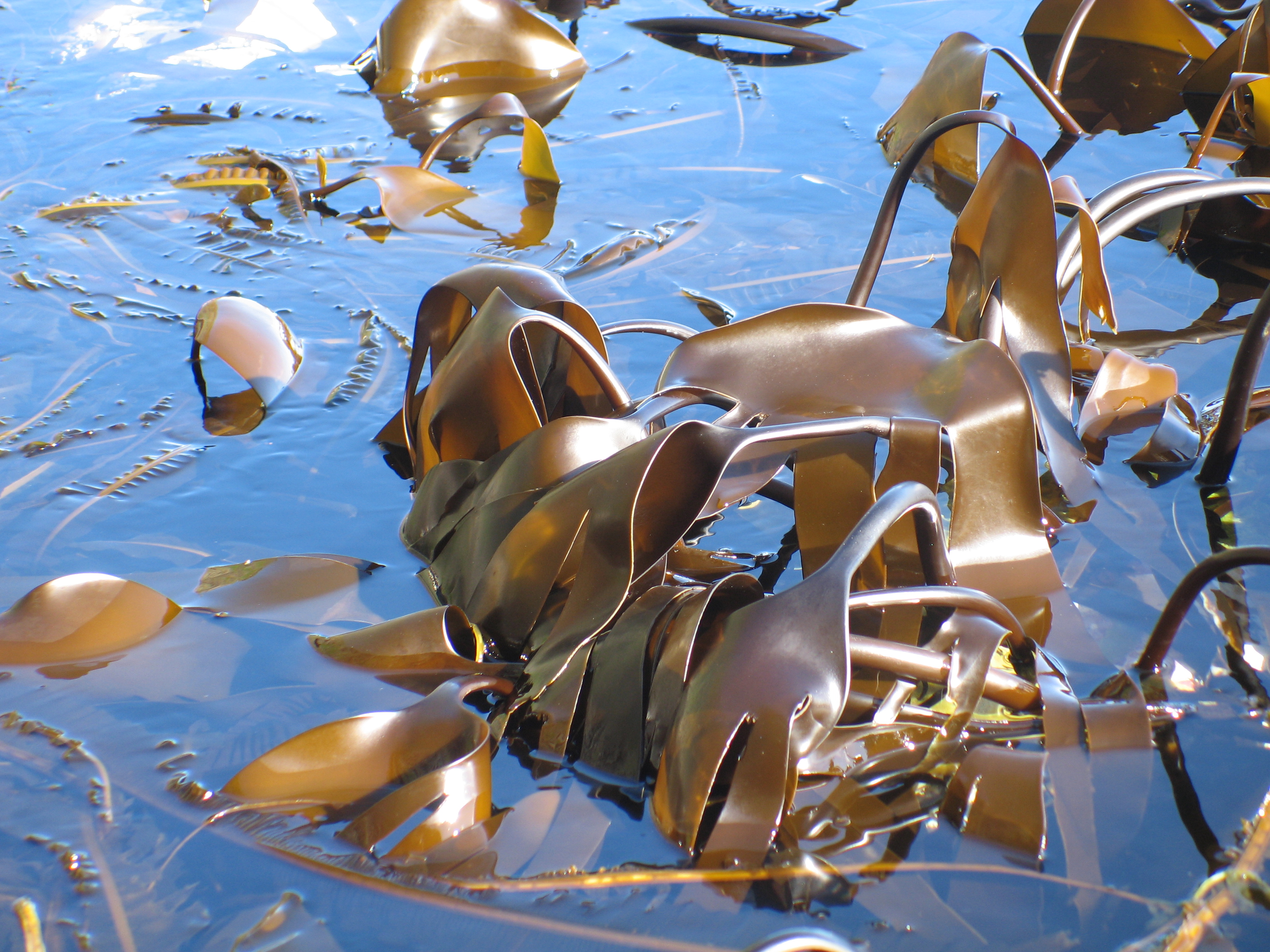 Laminaria yezoensis – M. Lindeberg · Aleutian Islands · July 2006