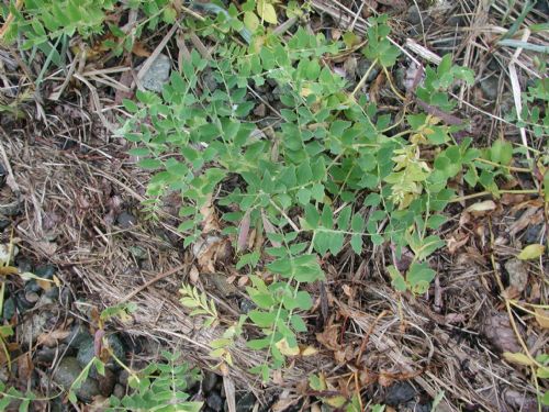 Lathyrus japonicus – M. Lindeberg · Southeast Alaska · July 2005