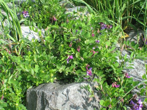 Lathyrus japonicus