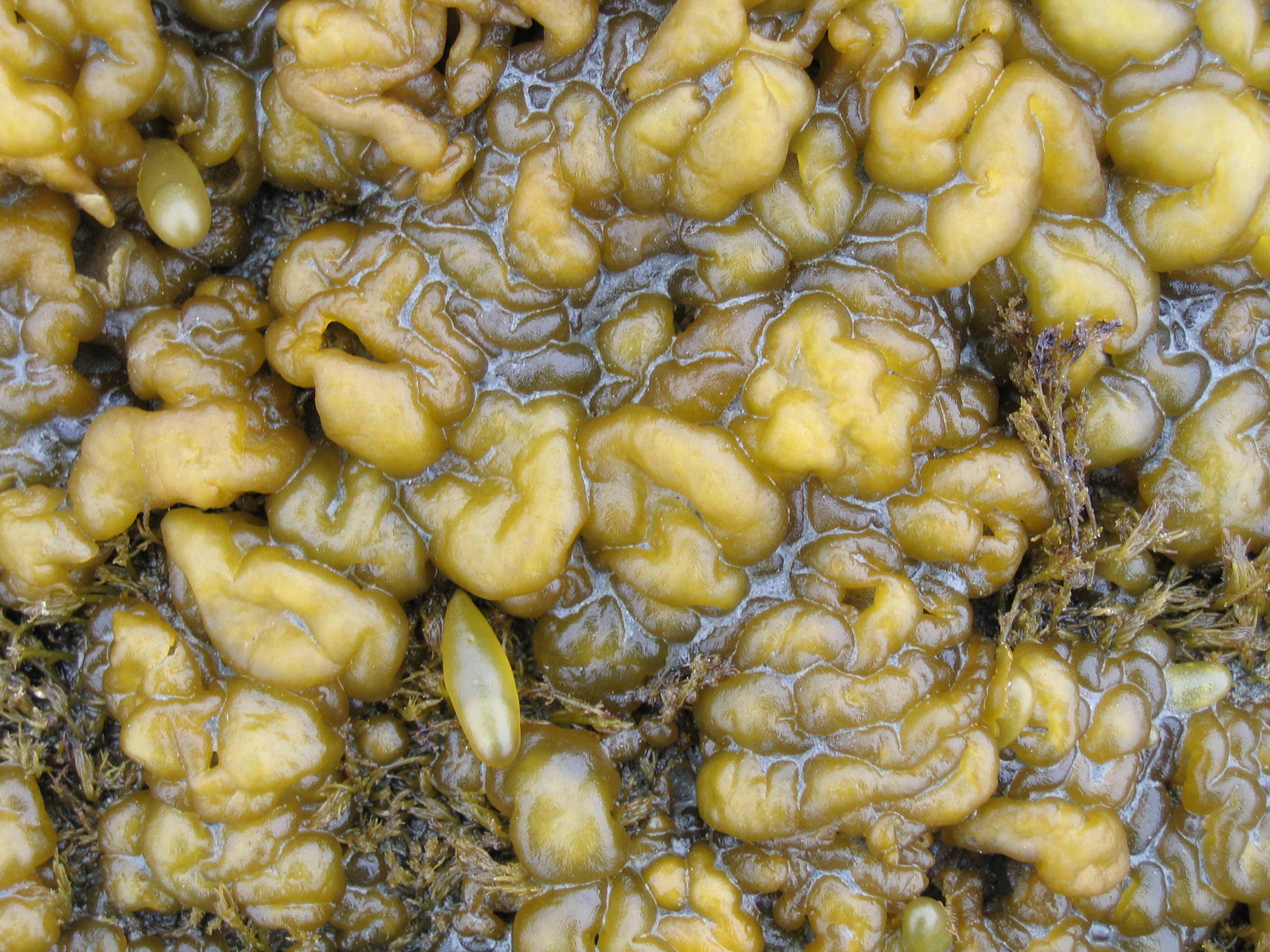 Leathesia marina – S. Lindstrom · Kodiak Archipelago · June 2005