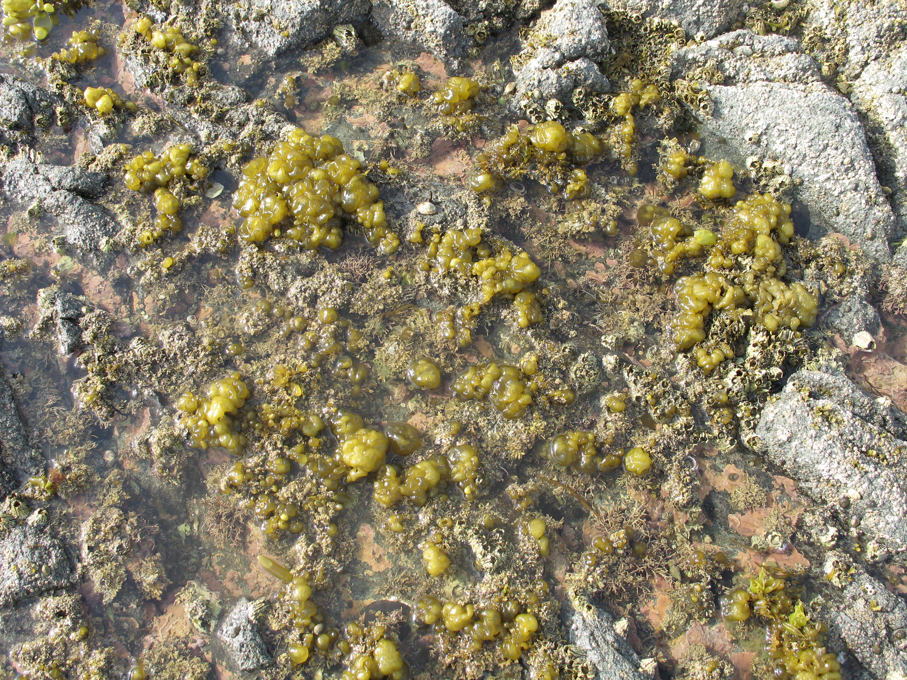Leathesia marina – M. Lindeberg · Alaska Peninsula · July 2009