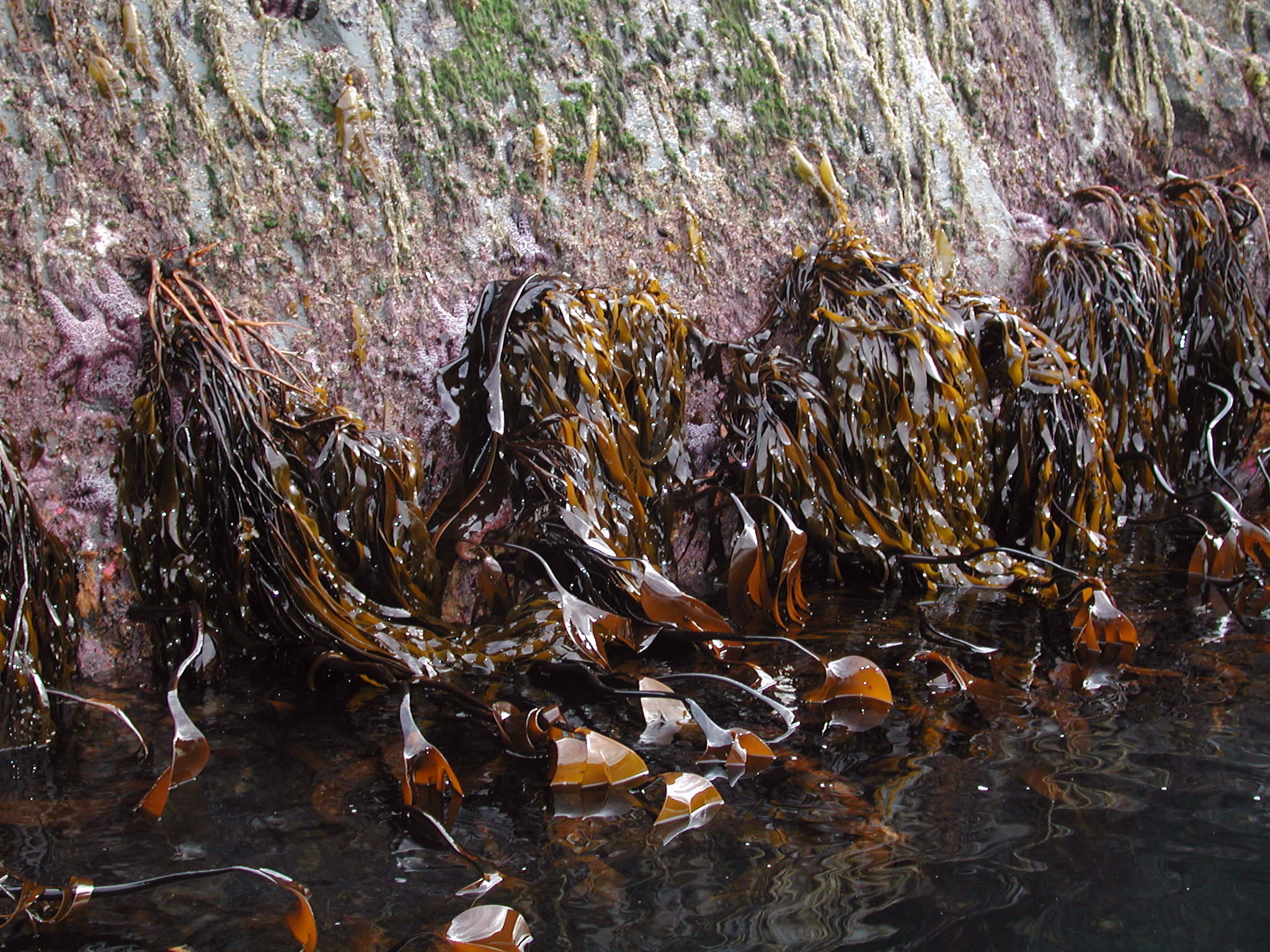 Lessoniopsis littoralis – M. Lindeberg · Kenai Peninsula · July 2002