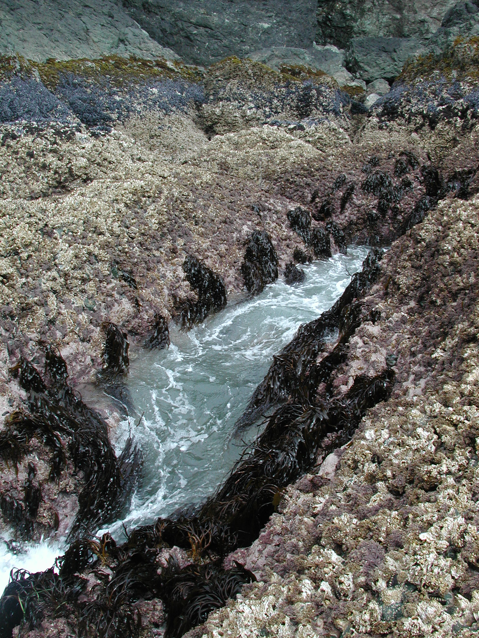Lessoniopsis littoralis – M. Lindeberg · Kodiak Archipelago · June 2005