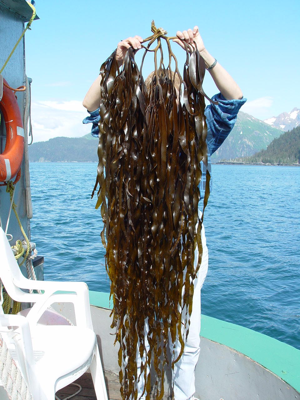 Lessoniopsis littoralis – M. Lindeberg · Kenai Peninsula · July 2002