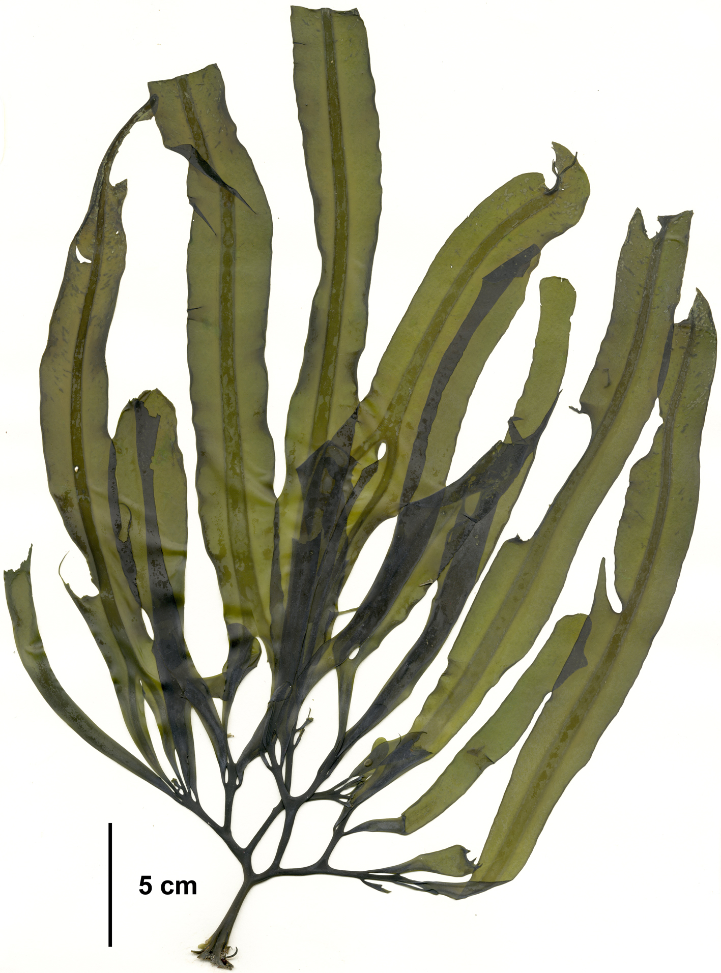 Lessoniopsis littoralis