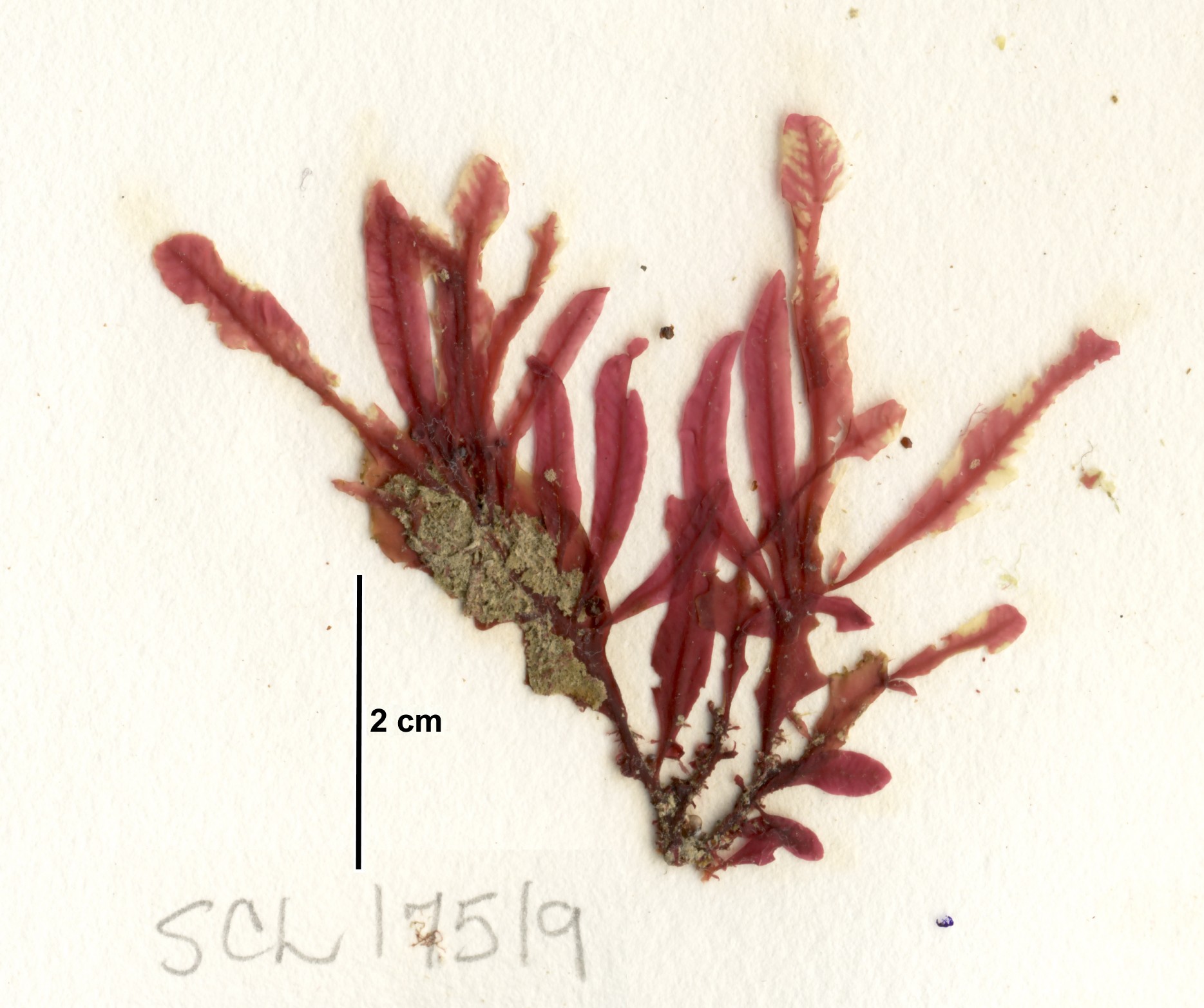 Loranthophycus sp. – S. Lindstrom · Alaska Peninsula · July 2019