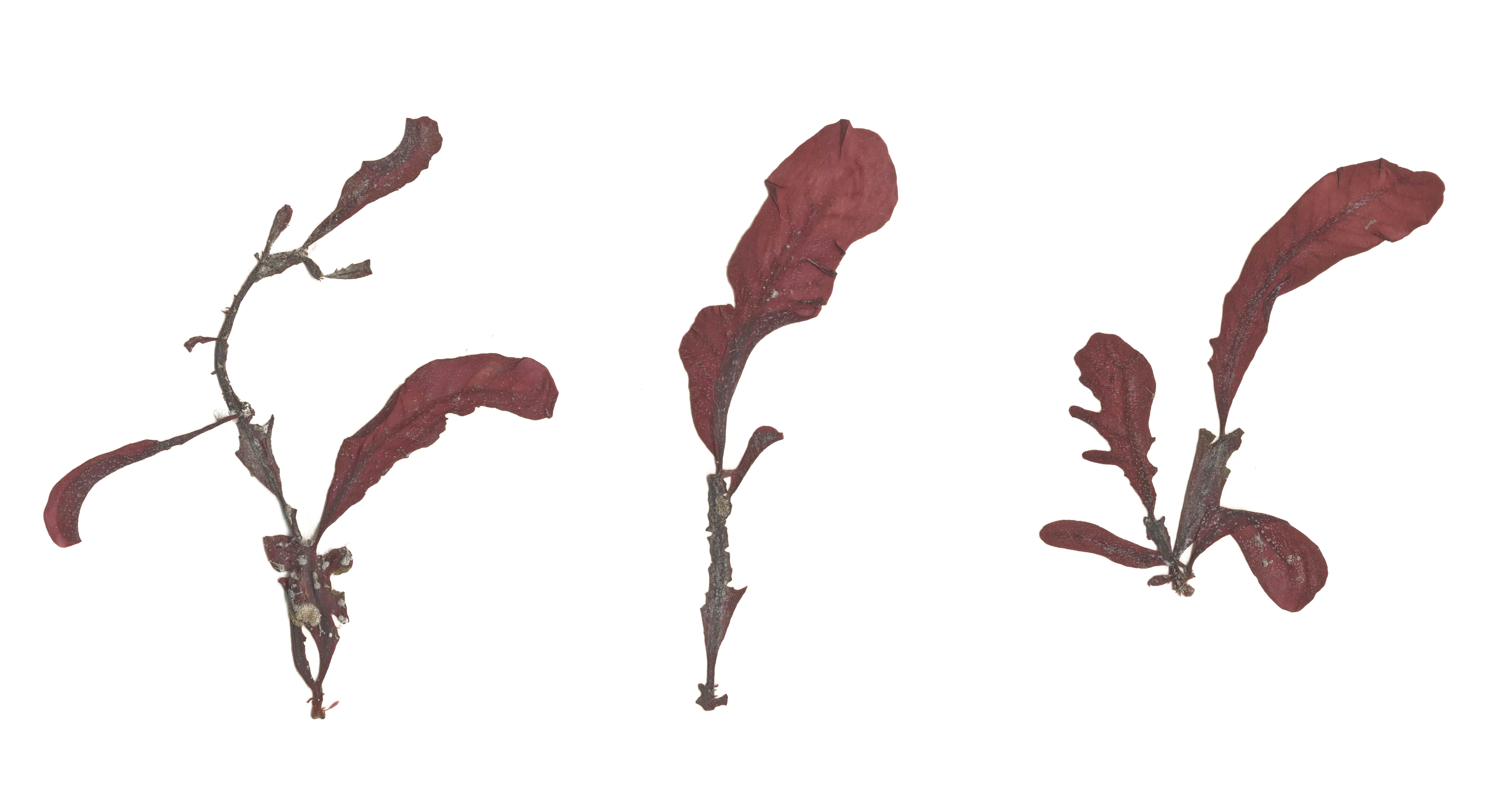 Loranthophycus sp. – M. Lindeberg · Cook Inlet · June 2015