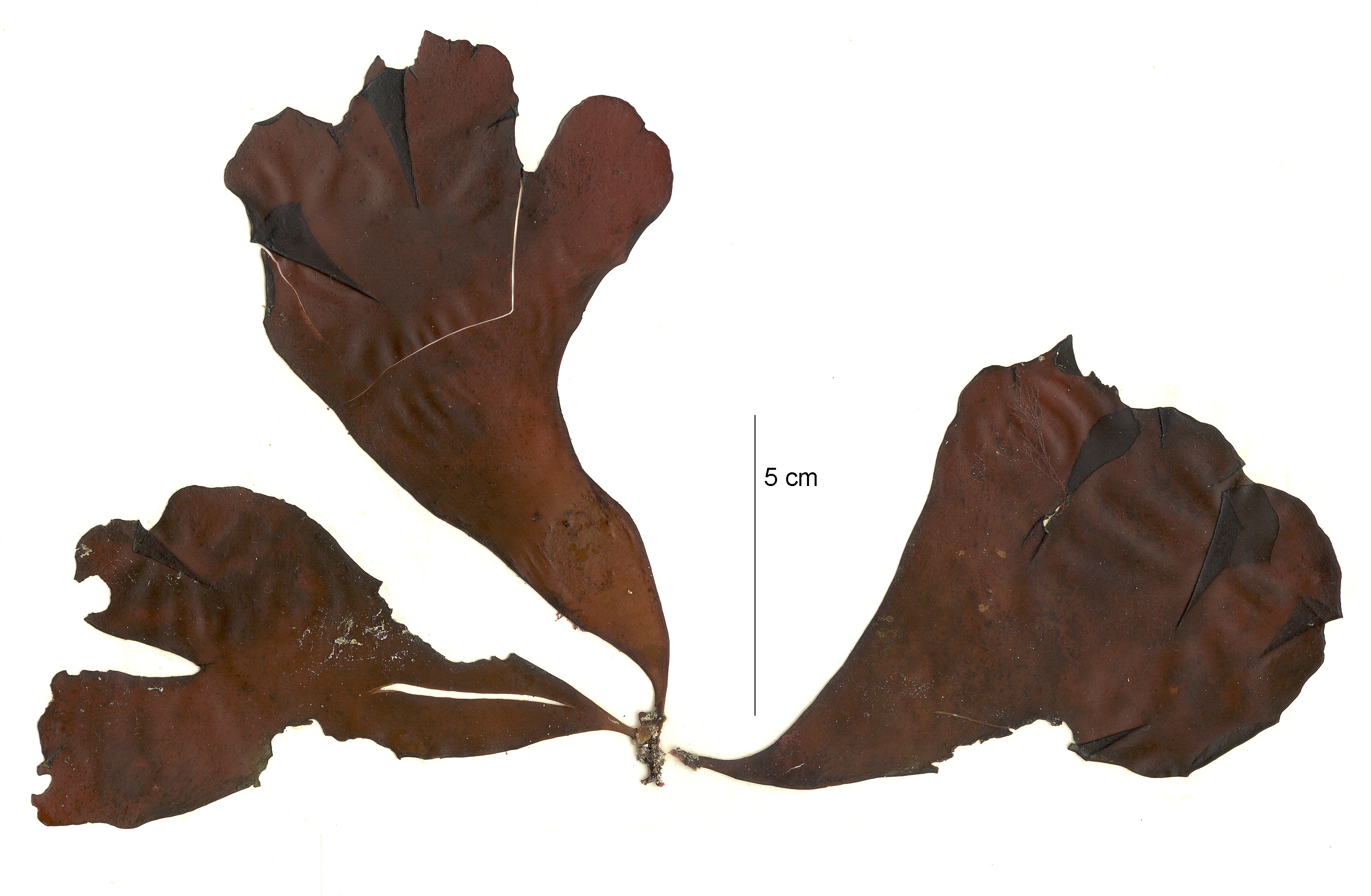 Lukinea dissecta