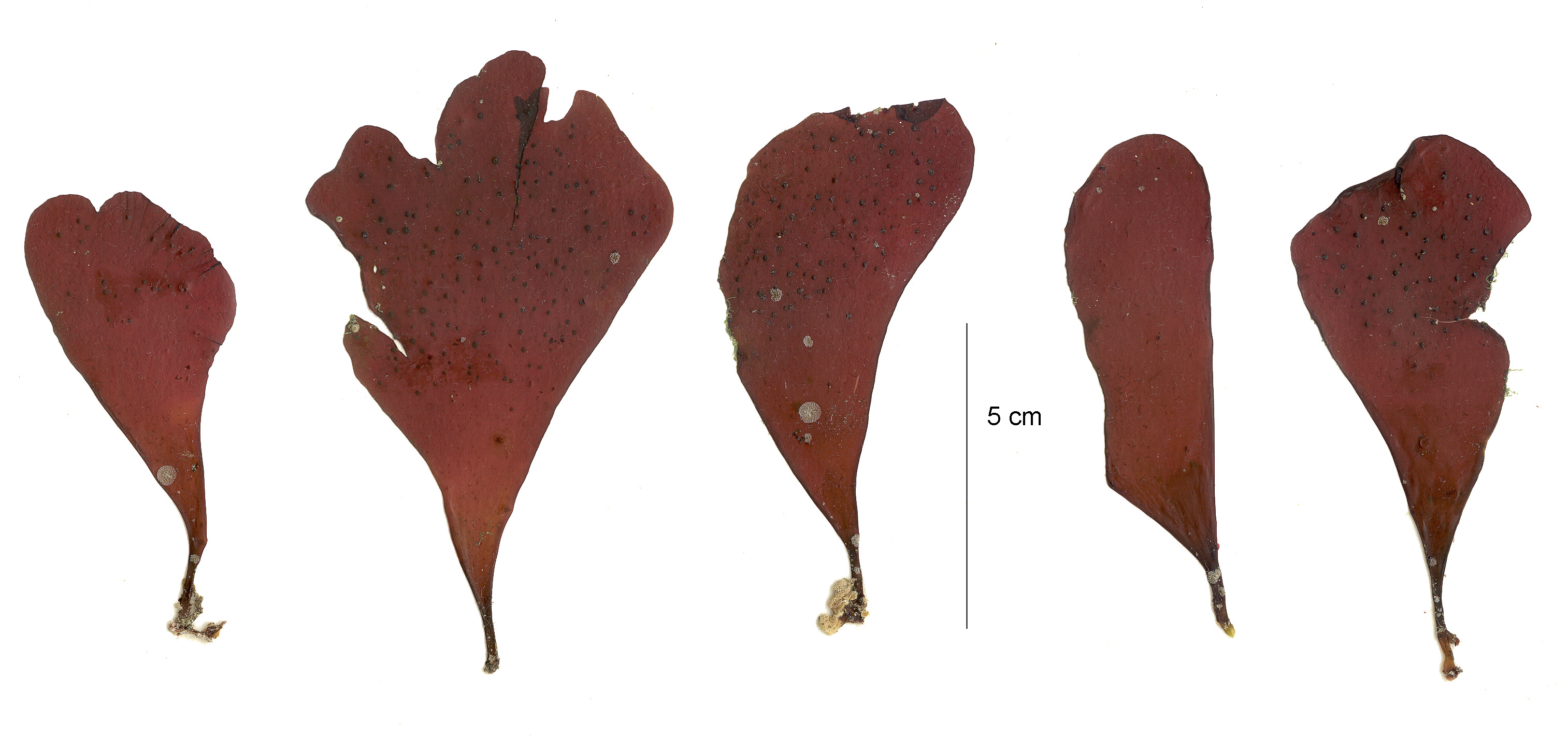 Lukinea dissecta – M. Lindeberg · Aleutian Islands · July 2006