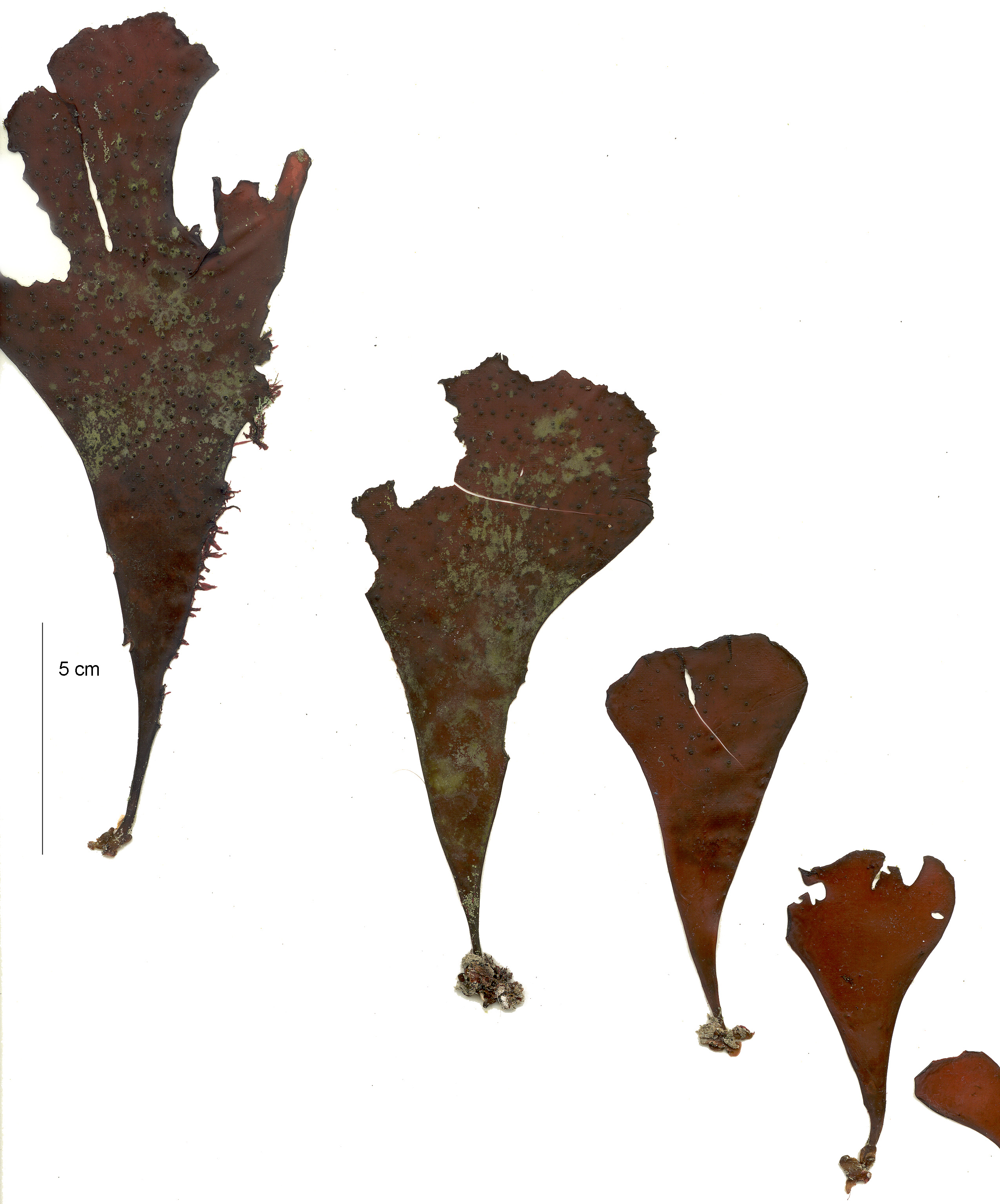 Lukinea dissecta – M. Lindeberg · Aleutian Islands · July 2006