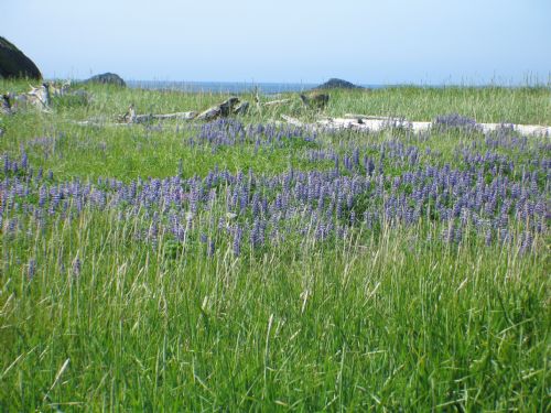 Lupinus nootkatensis – M. Lindeberg · Alaska Peninsula · July 2009
