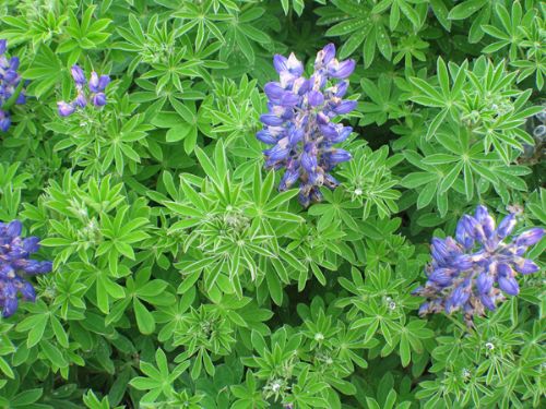 Lupinus nootkatensis