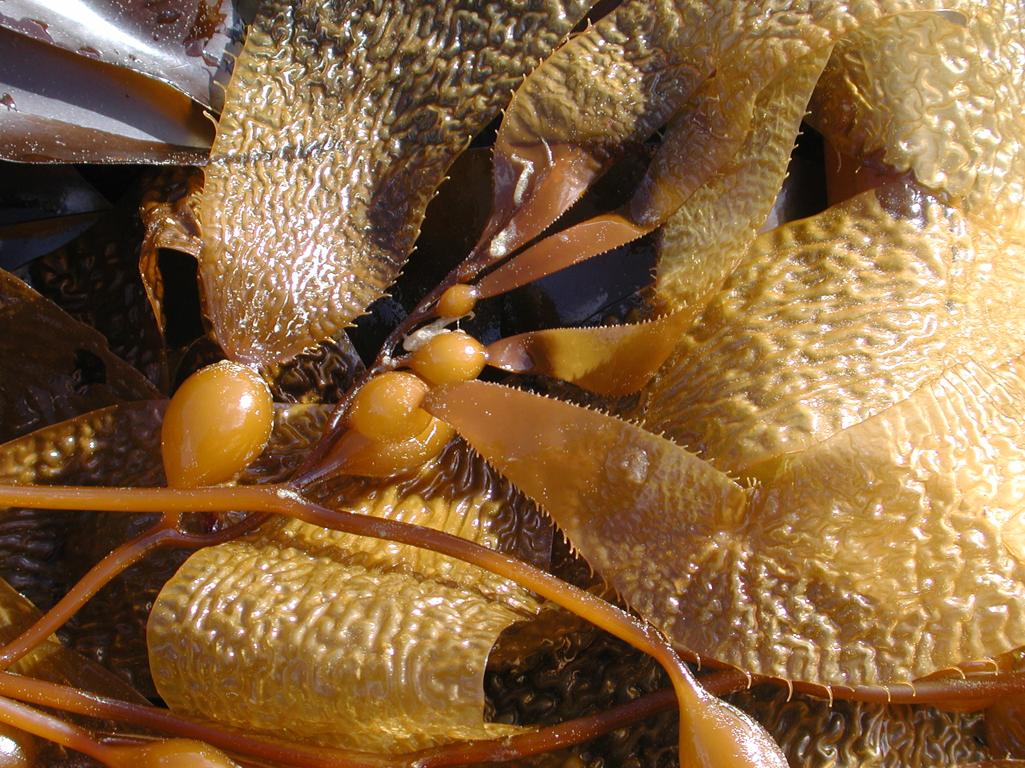 Macrocystis tenuifolia – M. Lindeberg · Kodiak Archipelago · May 2005