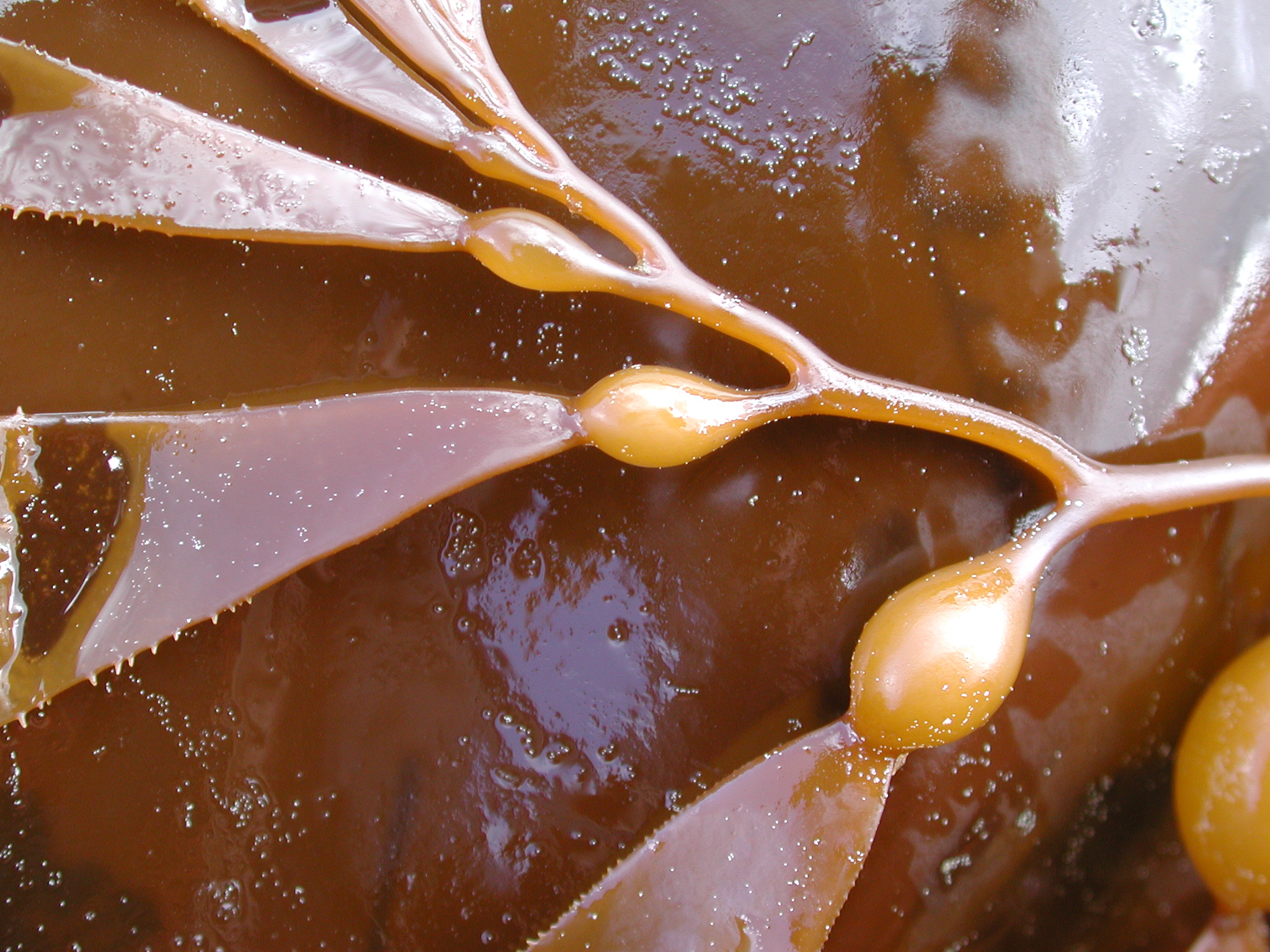 Macrocystis tenuifolia – M. Lindeberg · Kodiak Archipelago · May 2005