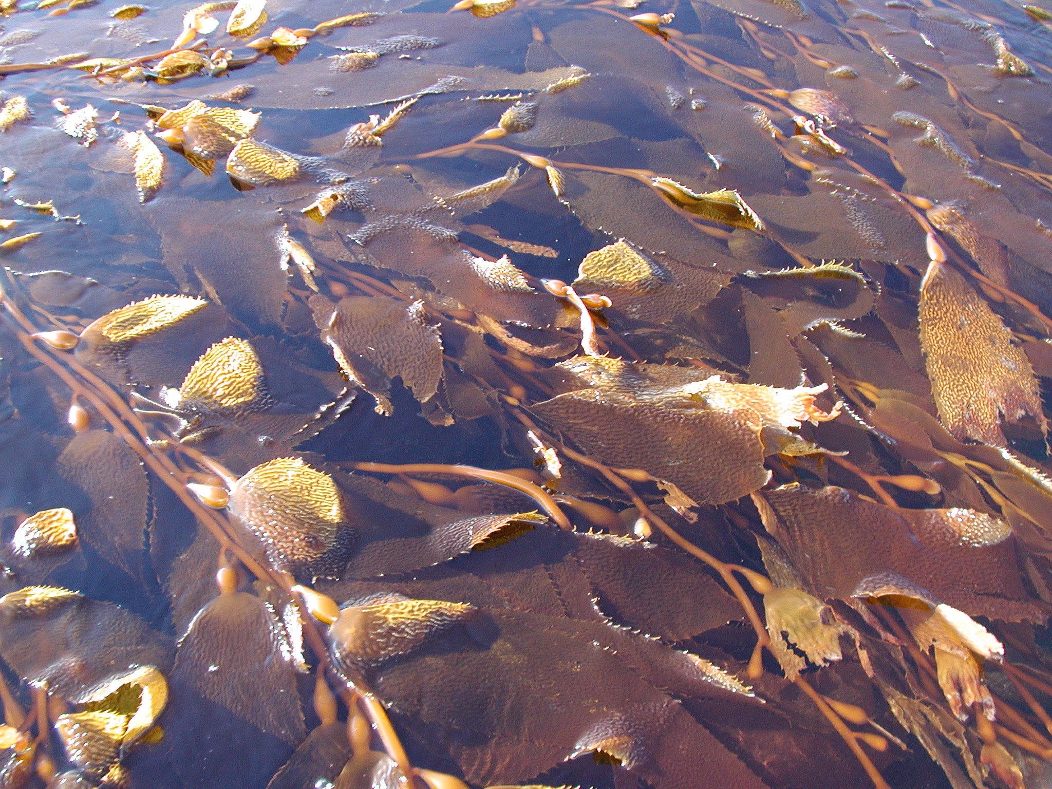 Macrocystis tenuifolia – M. Lindeberg · Kodiak Archipelago · May 2005
