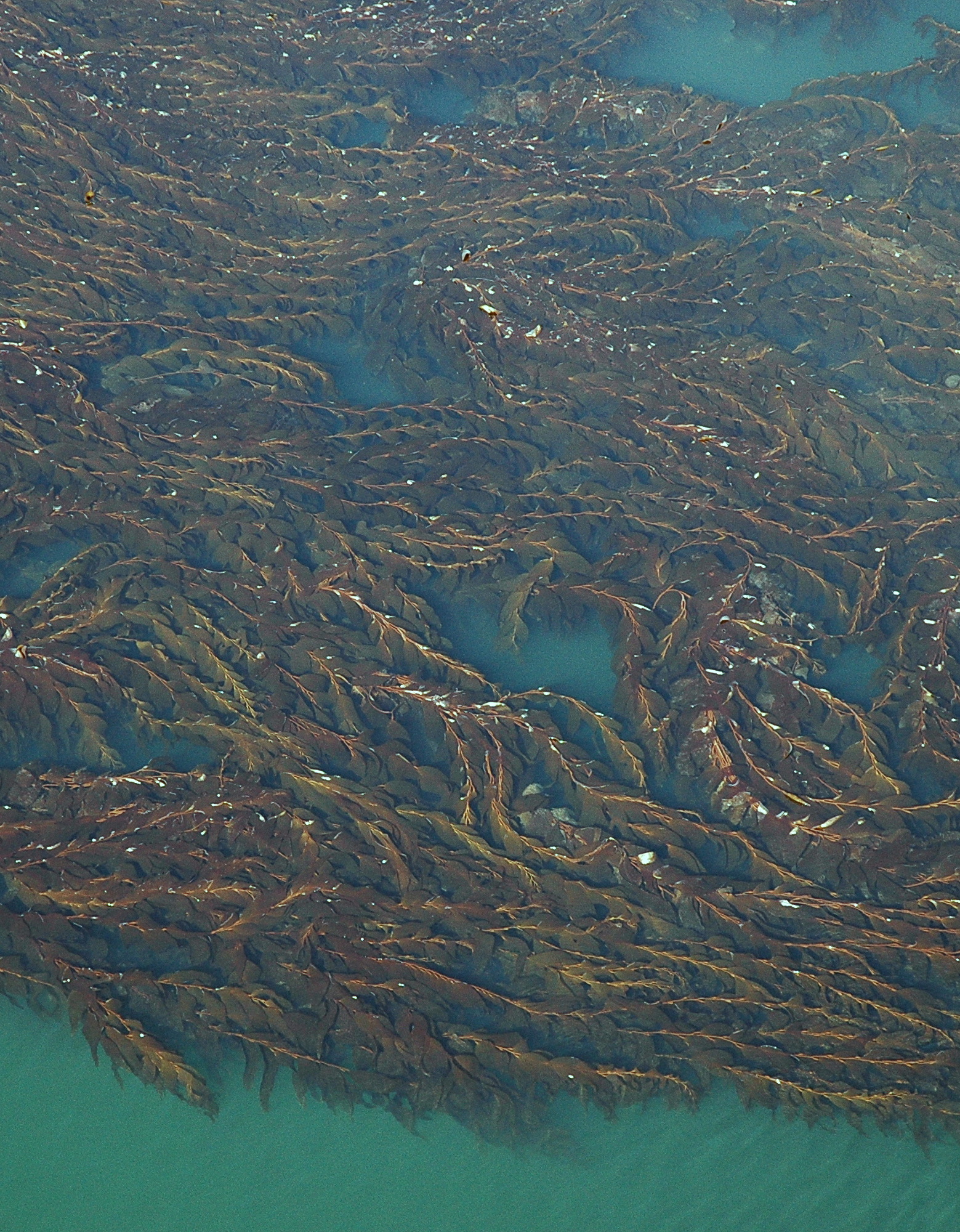 Macrocystis tenuifolia – M. Lindeberg · Southeast Alaska · May 2006