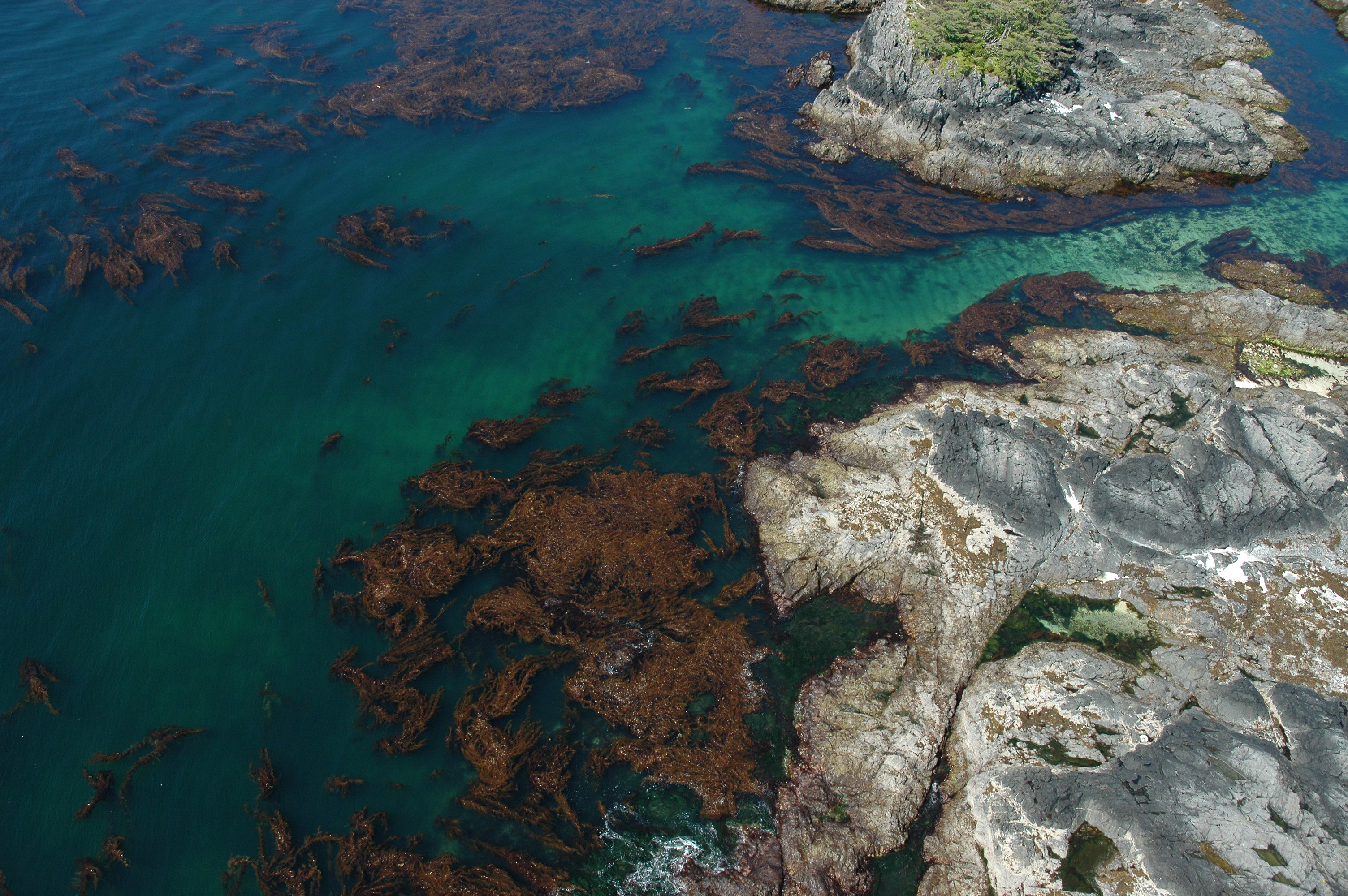 Macrocystis tenuifolia – M. Lindeberg · Southeast Alaska · June 2004
