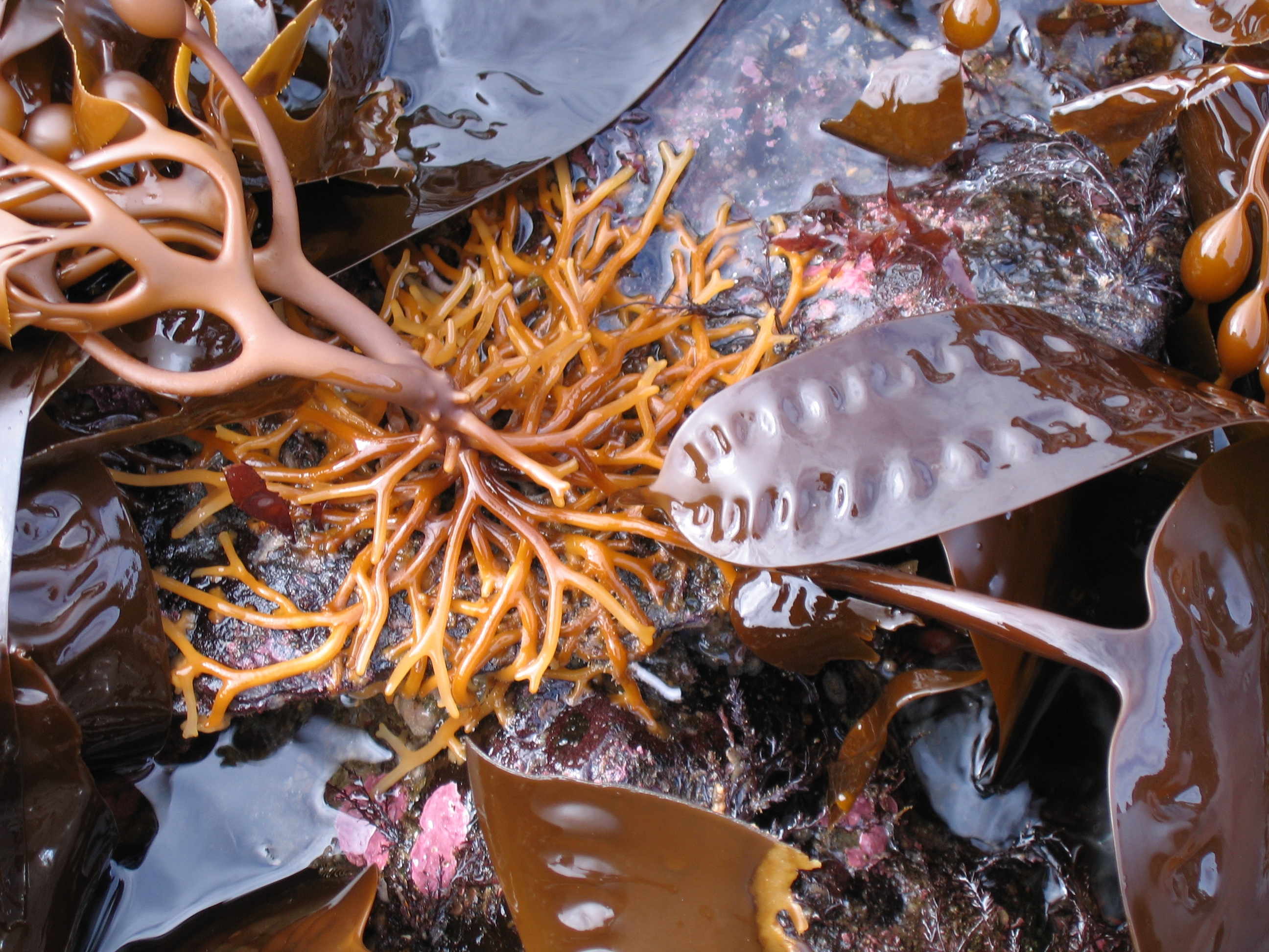 Macrocystis tenuifolia – S. Lindstrom · Southeast Alaska · July 2006