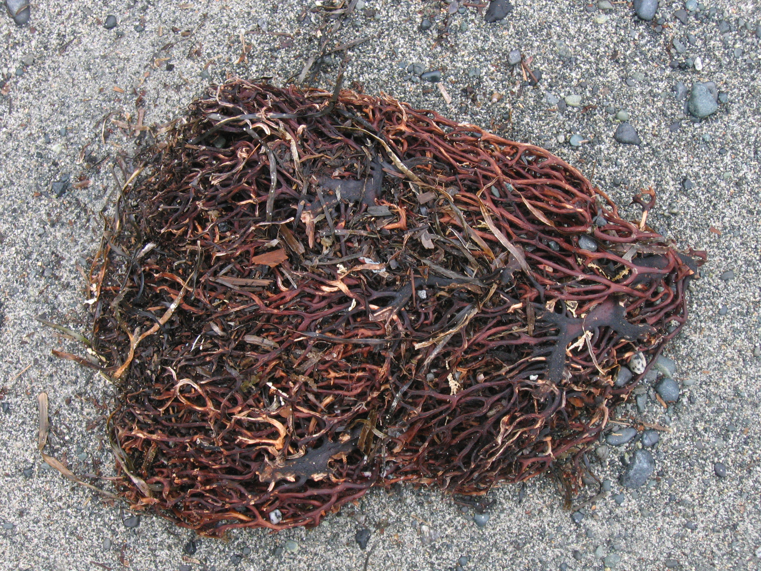 Macrocystis tenuifolia – S. Lindstrom · British Columbia · May 2009