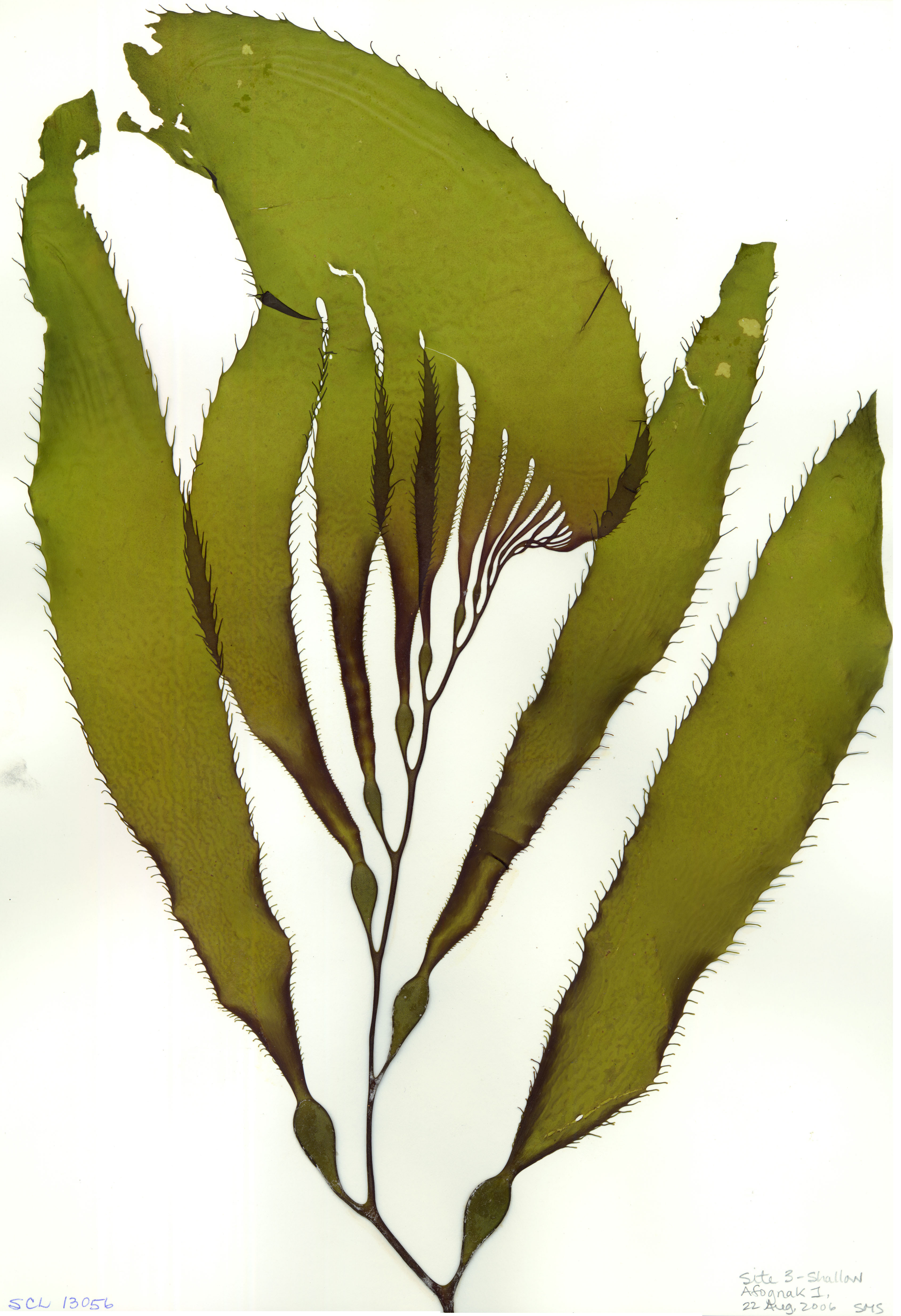 Macrocystis tenuifolia