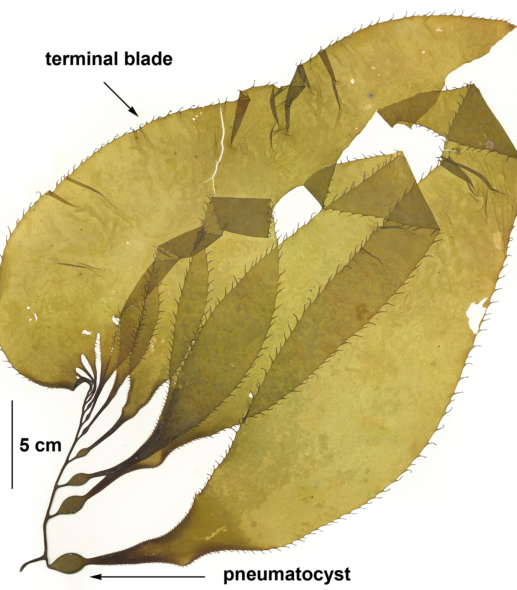 Macrocystis tenuifolia – S. Lindstrom · Kenai Peninsula · July 2002