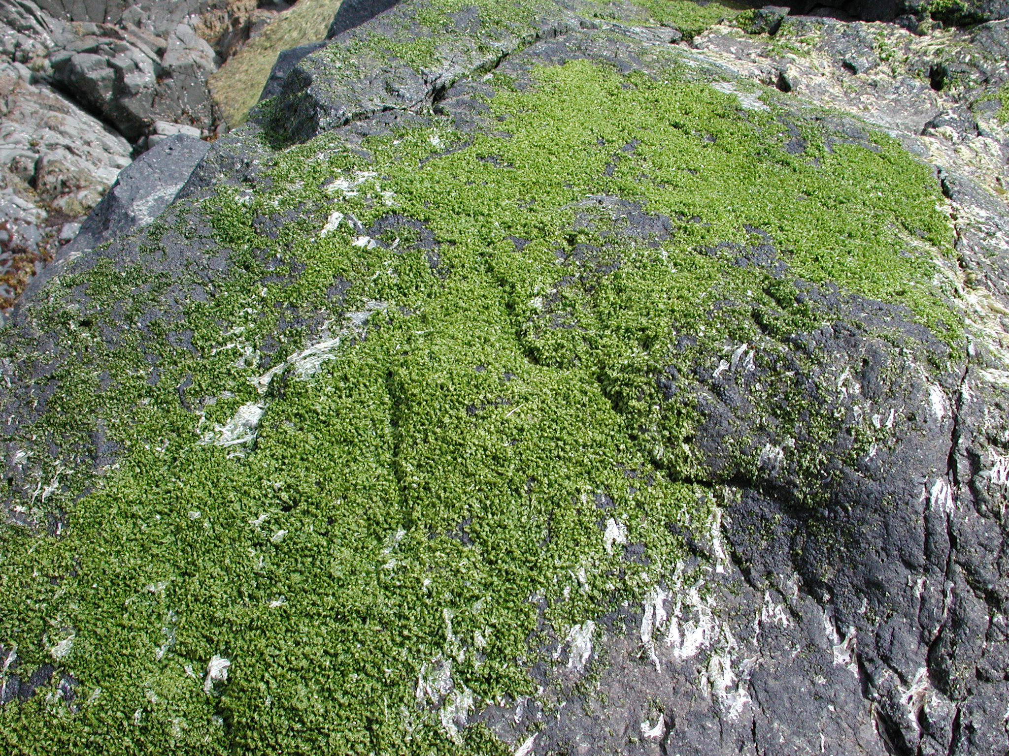 Mariprasiola meridionalis – M. Lindeberg · Kodiak Archipelago · May 2005