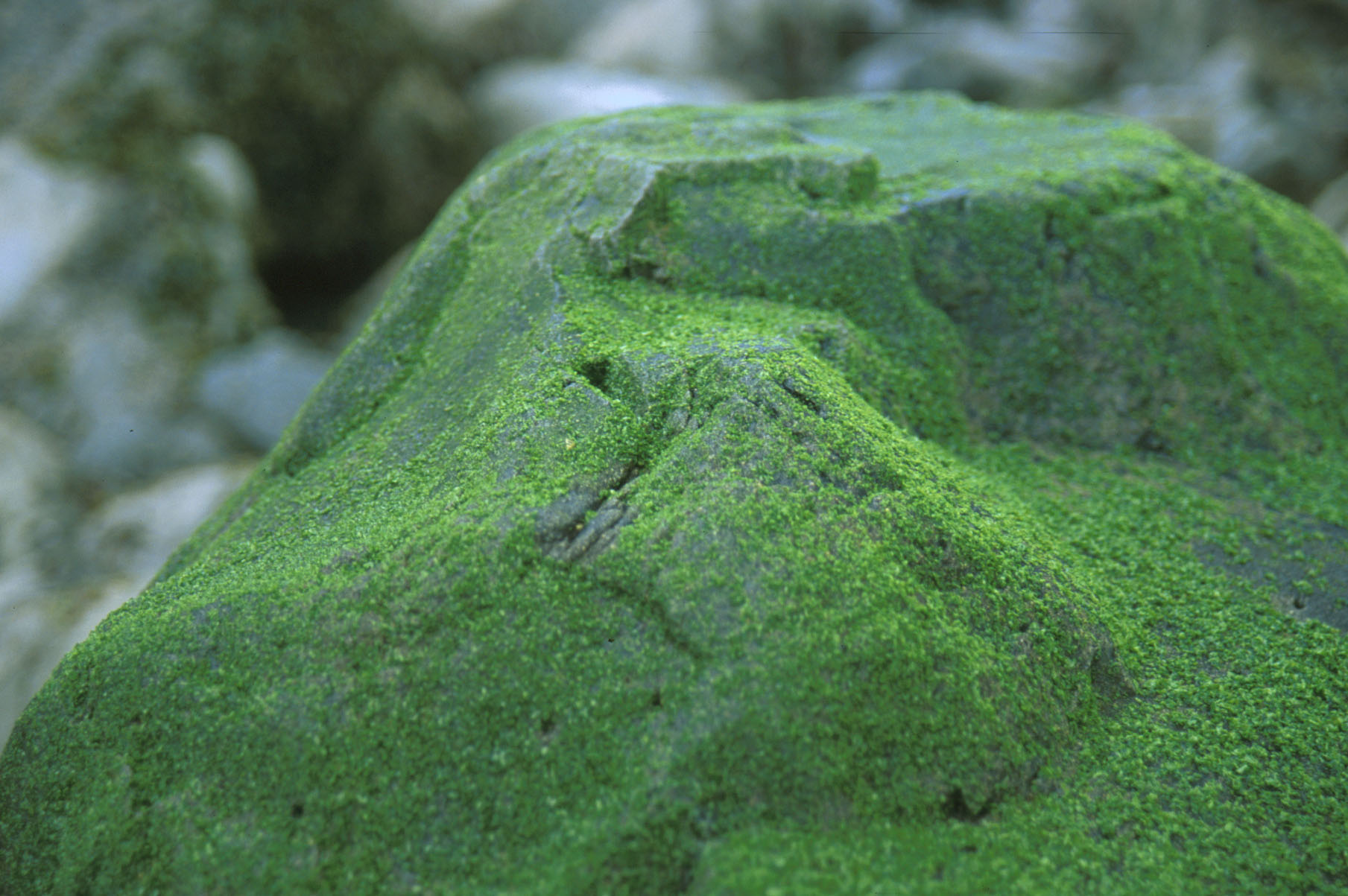 Mariprasiola meridionalis – M. Lindeberg · Southeast Alaska · April 2000