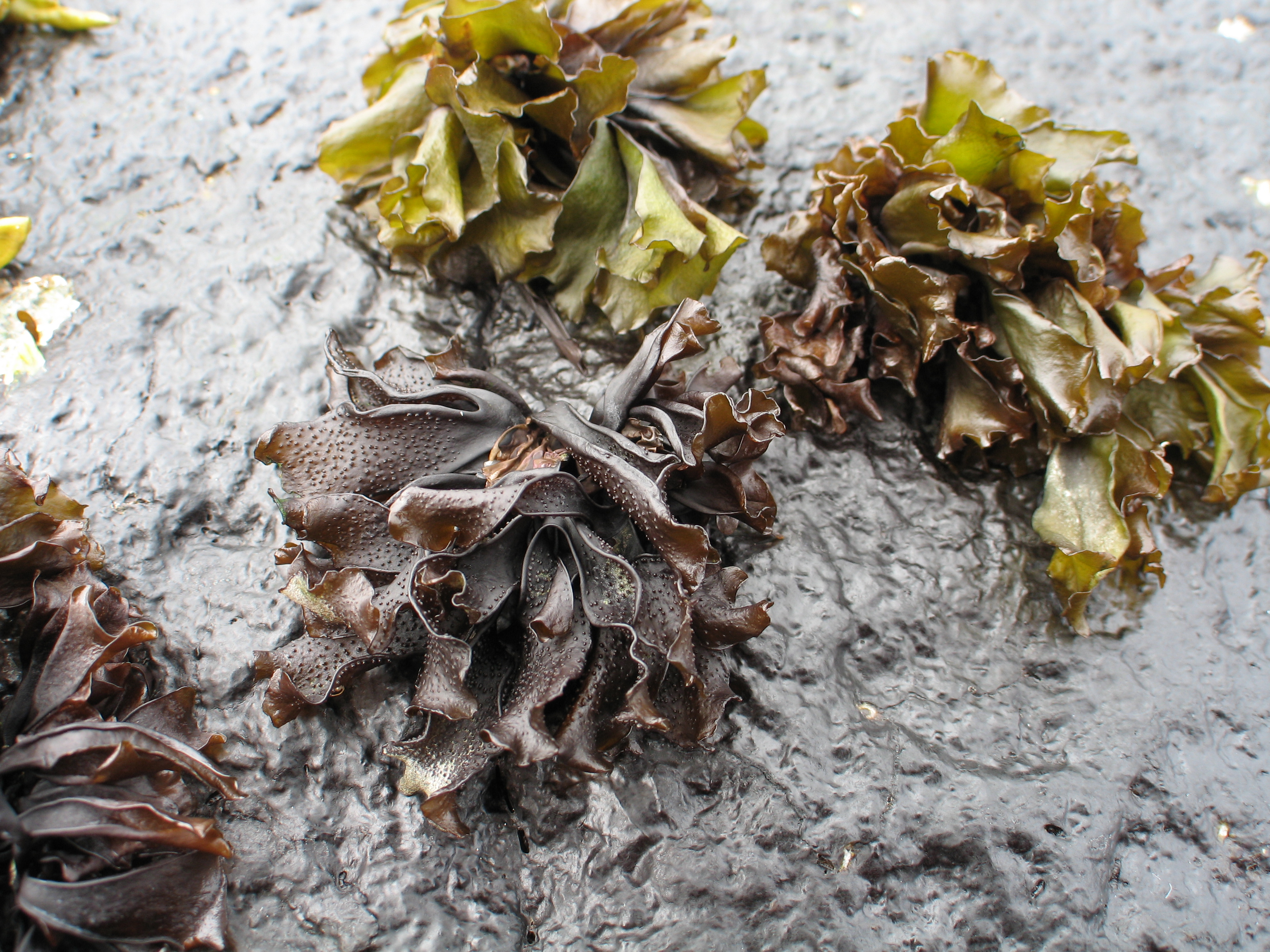 Mastocarpus alaskensis – M. Lindeberg · Aleutian Islands · July 2006