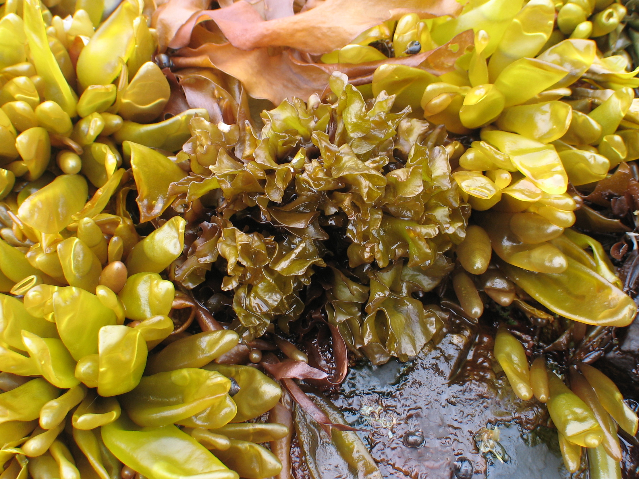 Mastocarpus alaskensis – M. Lindeberg · Aleutian Islands · July 2007