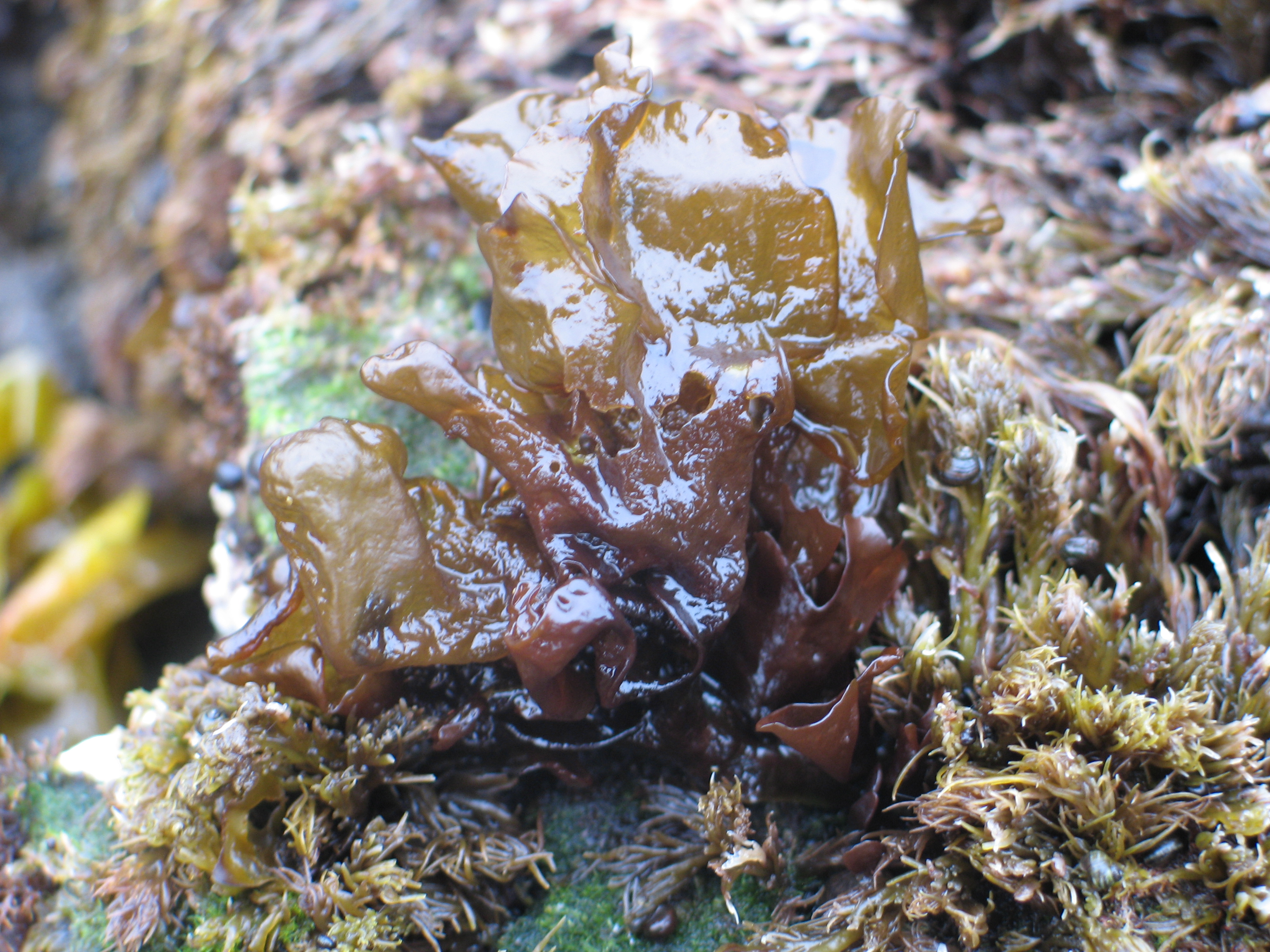 Mastocarpus alaskensis – M. Lindeberg · Aleutian Islands · June 2007