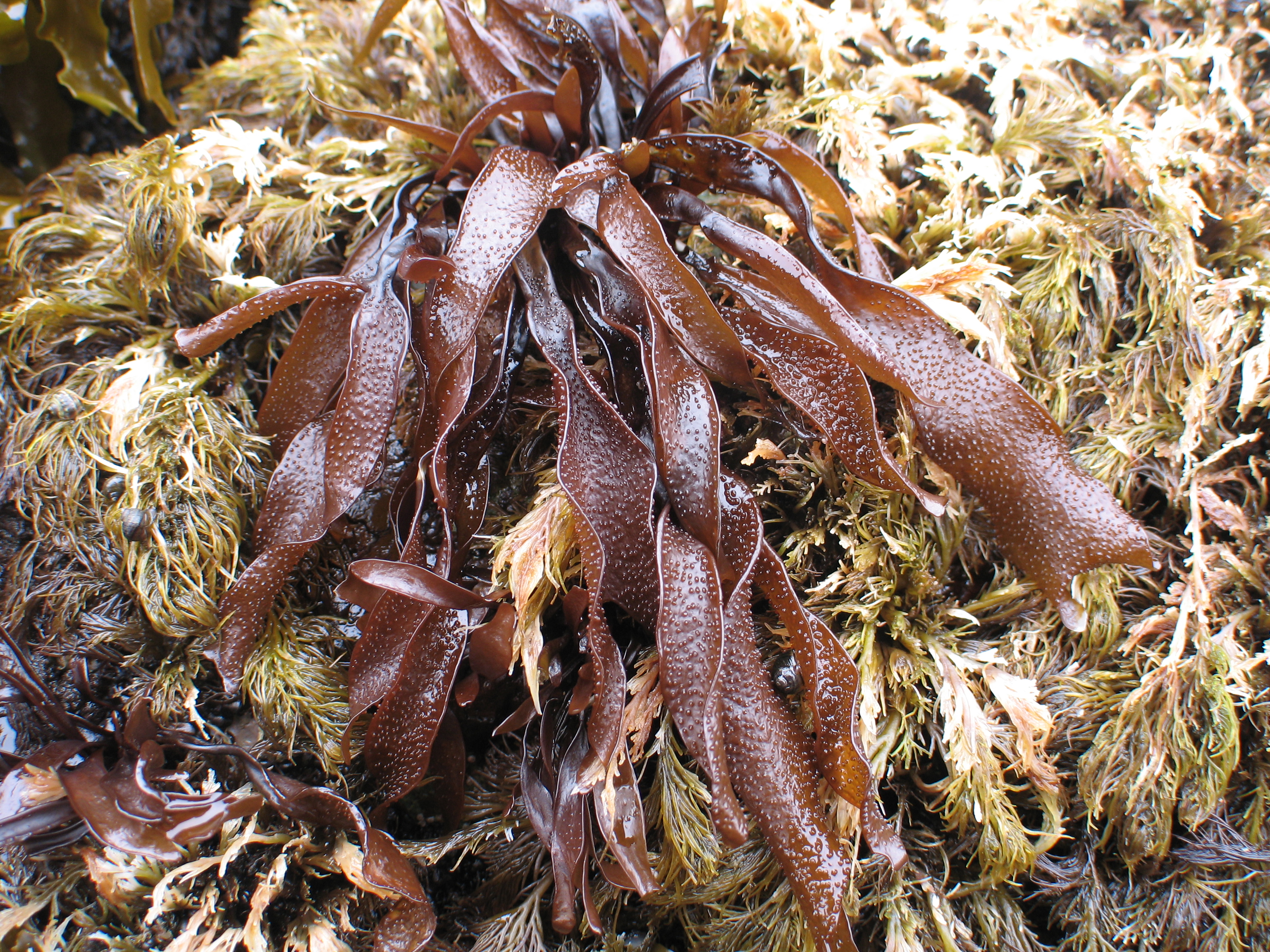 Mastocarpus alaskensis – M. Lindeberg · Aleutian Islands · July 2007