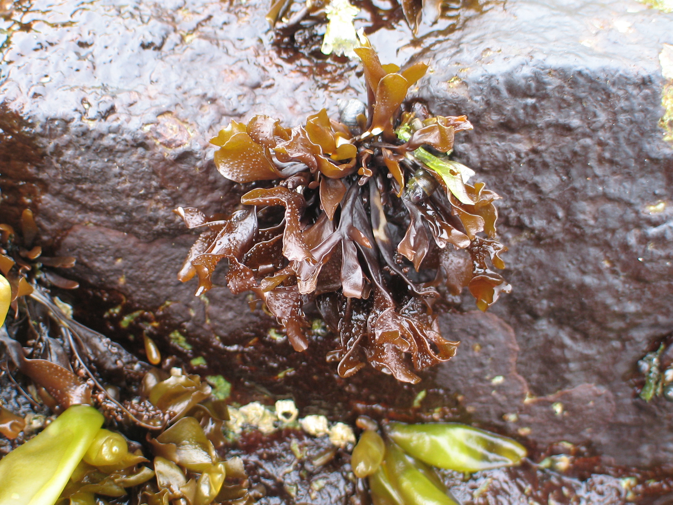 Mastocarpus alaskensis – M. Lindeberg · Aleutian Islands · July 2007