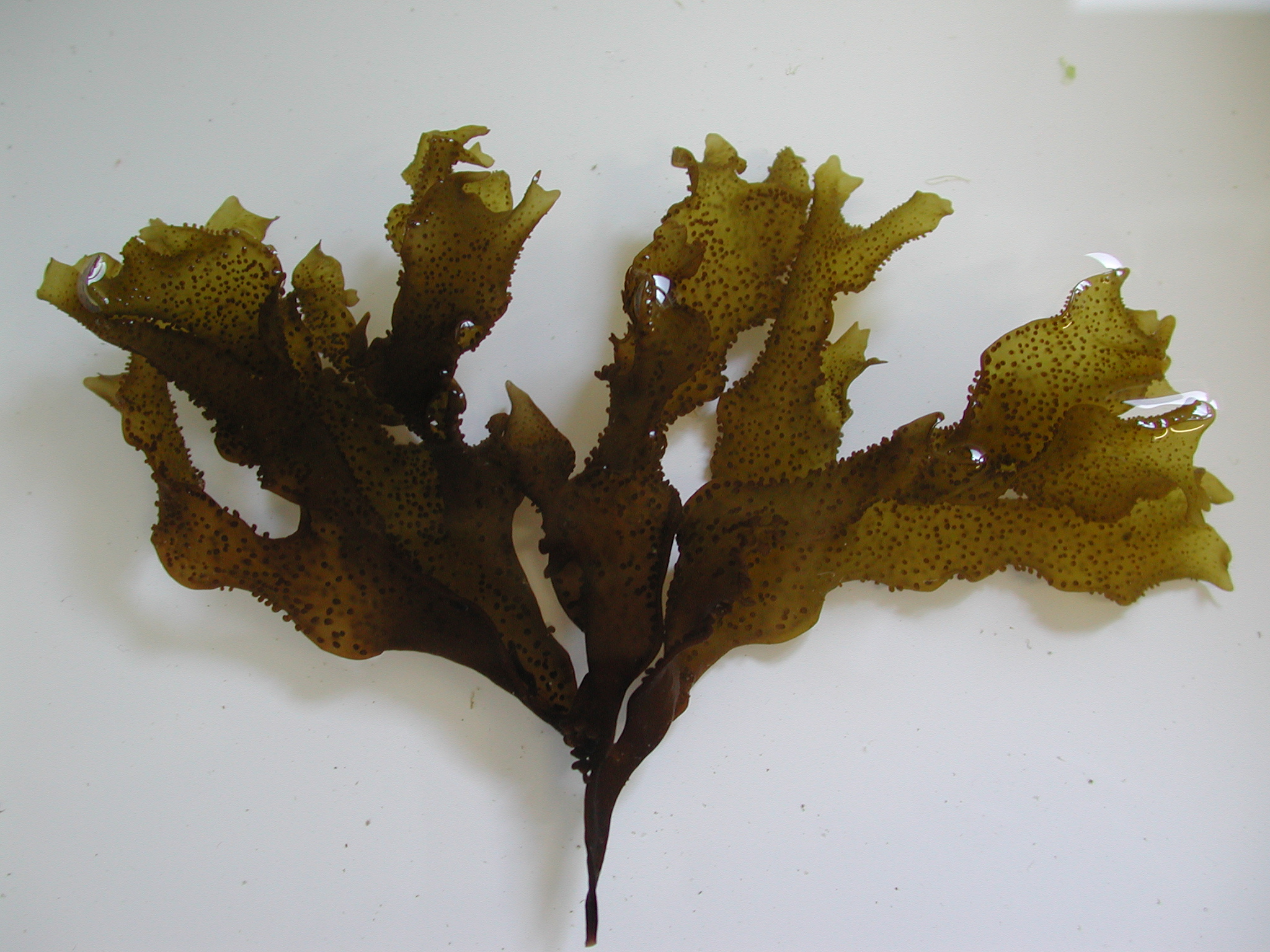 Mastocarpus alaskensis – M. Lindeberg · Cook Inlet · June 2003
