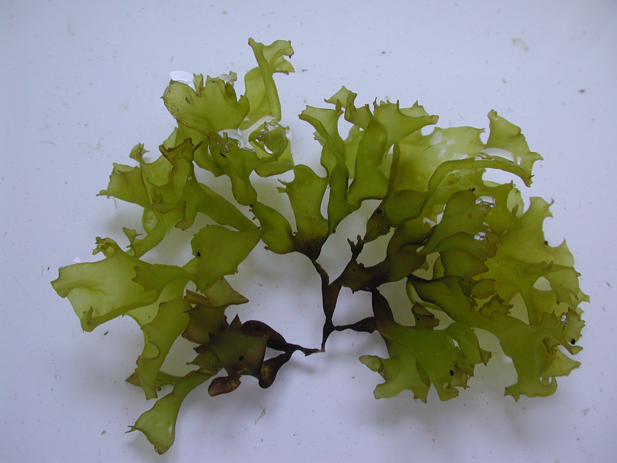 Mastocarpus alaskensis – M. Lindeberg · Cook Inlet · June 2003