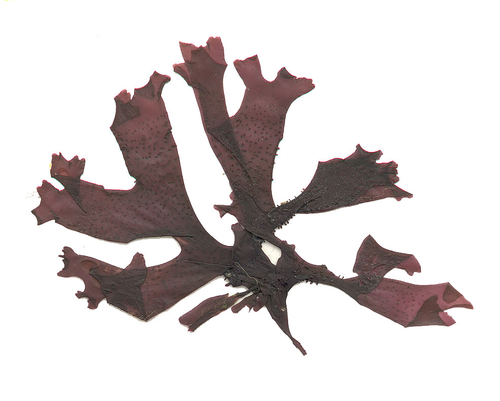 Mastocarpus alaskensis – M. Lindeberg · Cook Inlet · July 1995