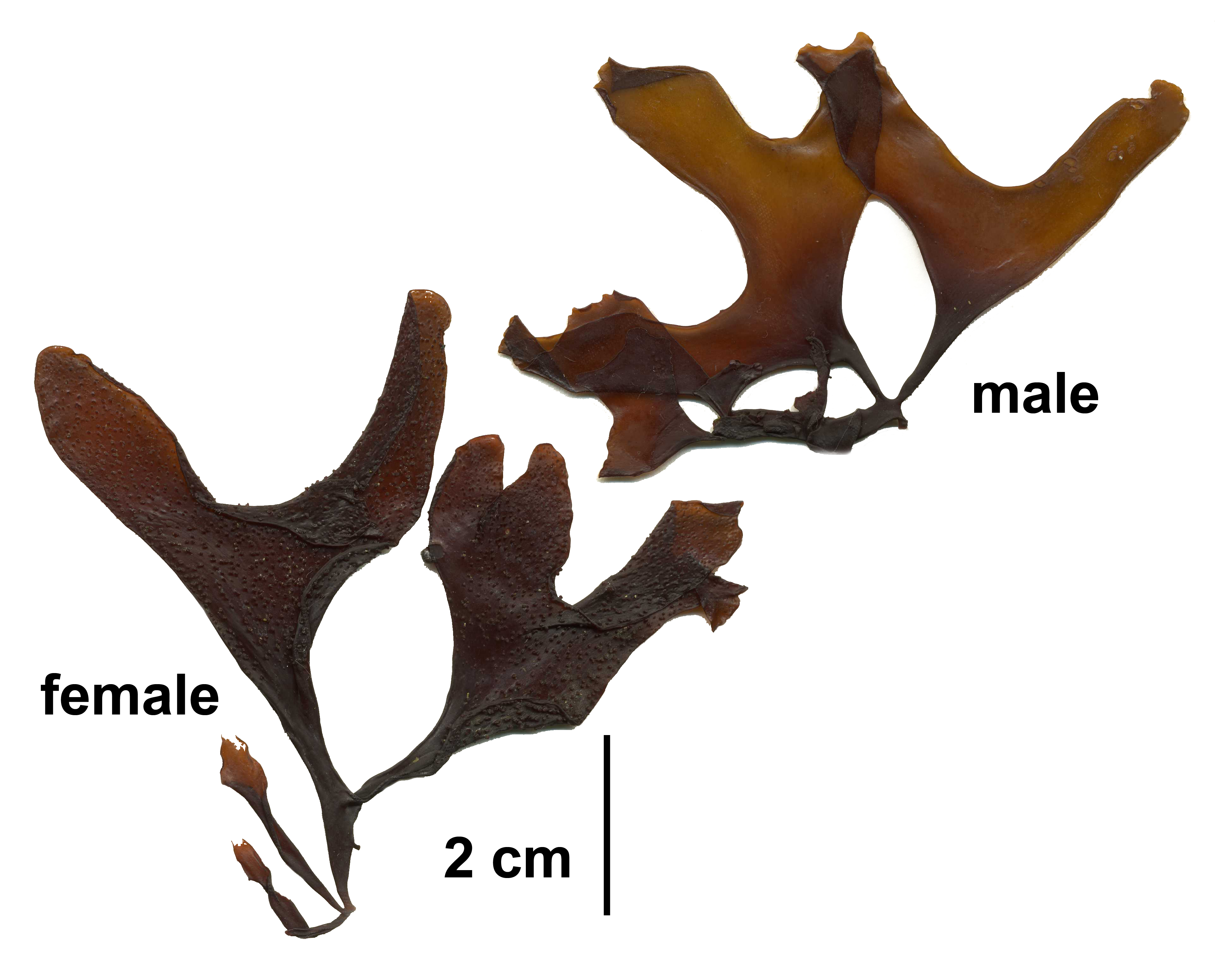 Mastocarpus alaskensis – M. Lindeberg